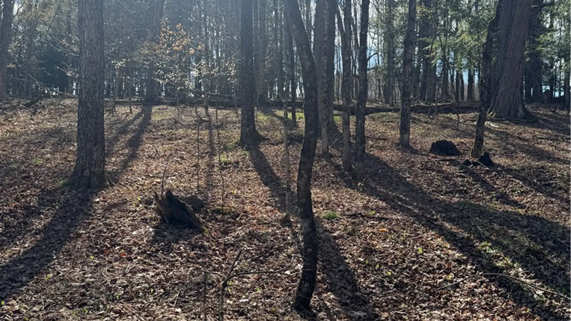 Property at Jennison Road, Pittsfield, NY 13411 5