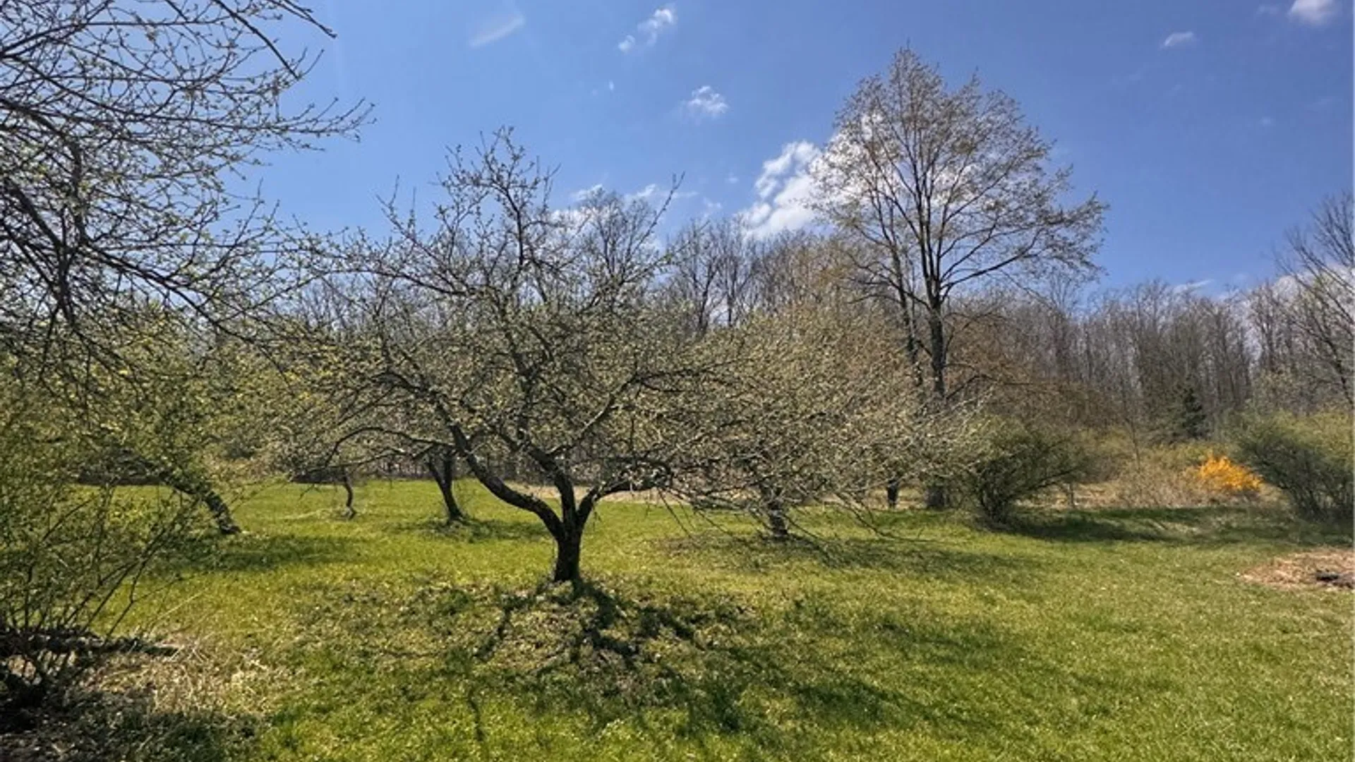 Property at 143 Bonham Road, Barton, NY 14859 39