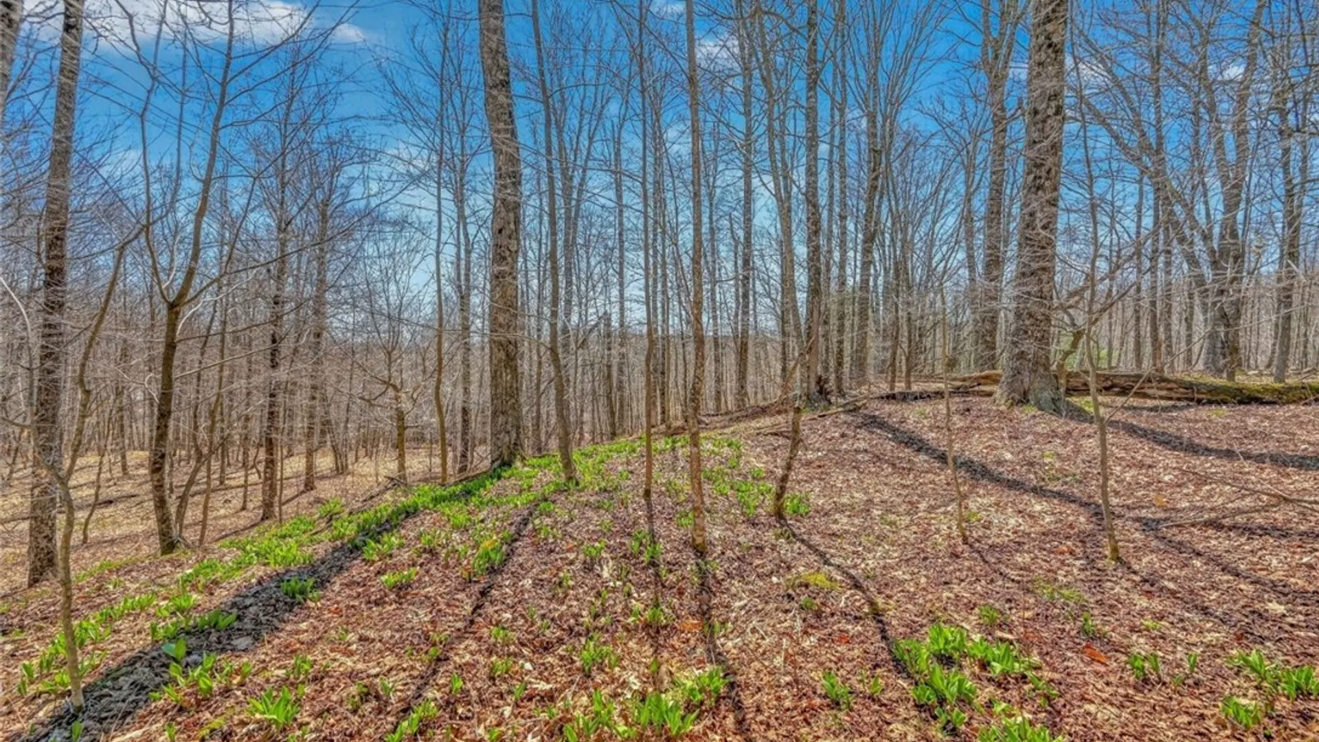 Property at L25 Parker Schoolhouse Rd Extension, Davenport, NY 13750 4