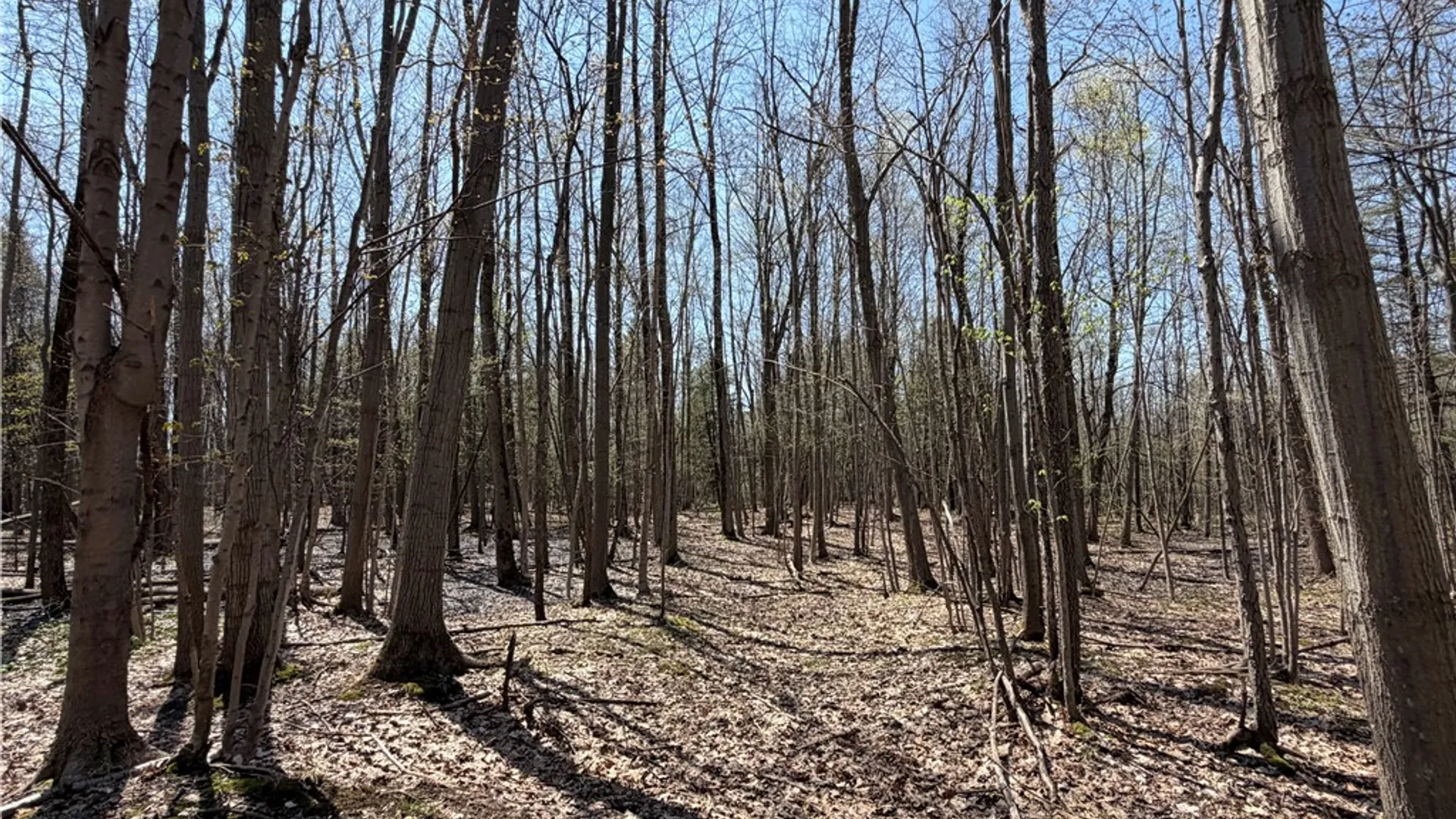 Property at Cedar Road, Clarence, NY 14032 10