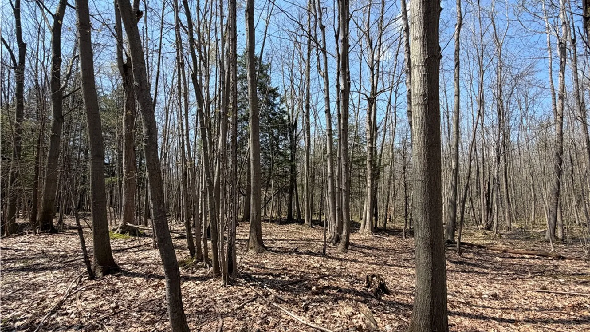 Property at Cedar Road, Clarence, NY 14032 12