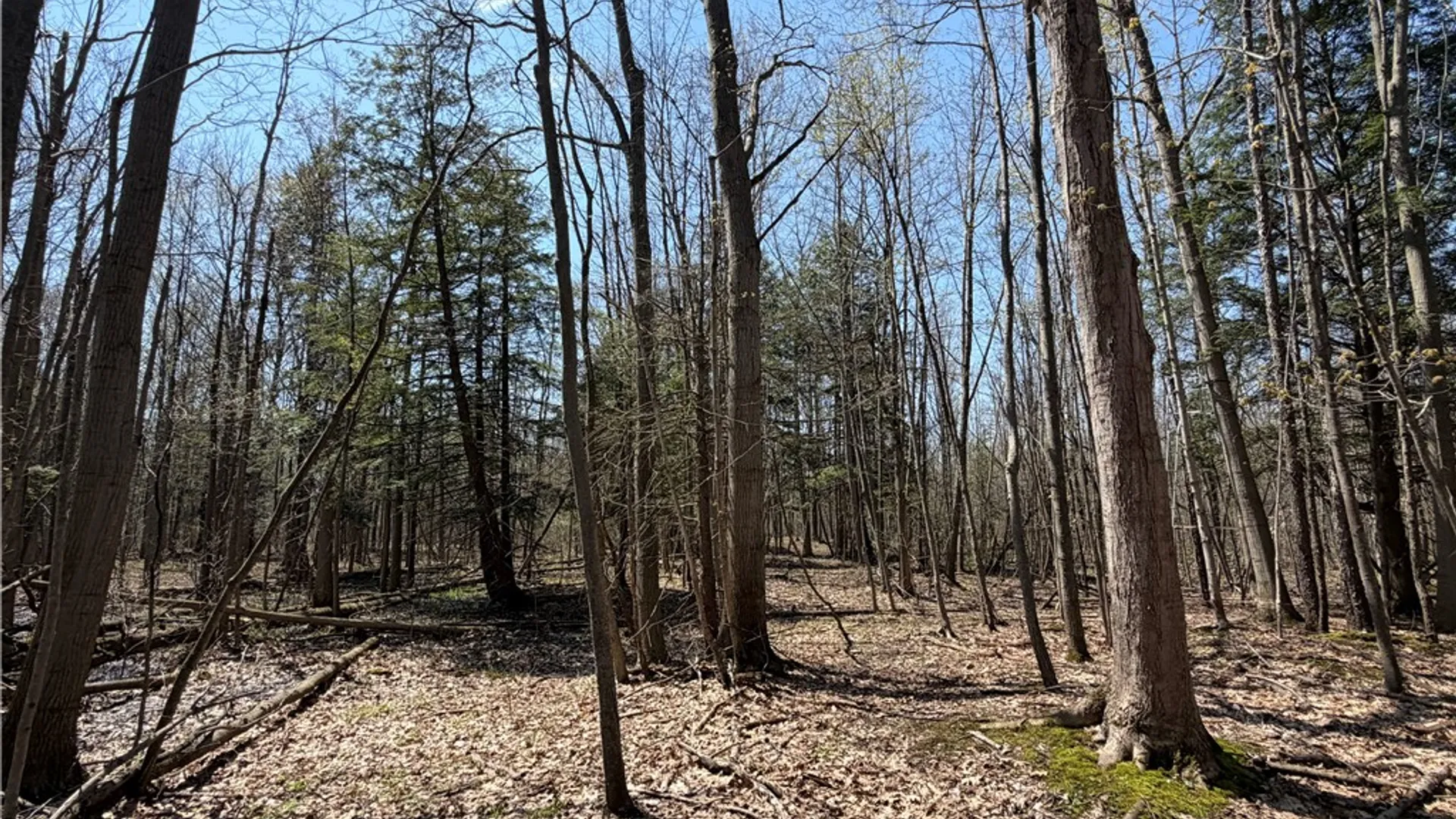 Property at Cedar Road, Clarence, NY 14032 13