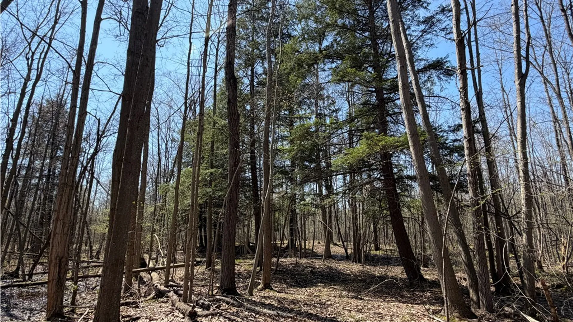 Property at Cedar Road, Clarence, NY 14032 15