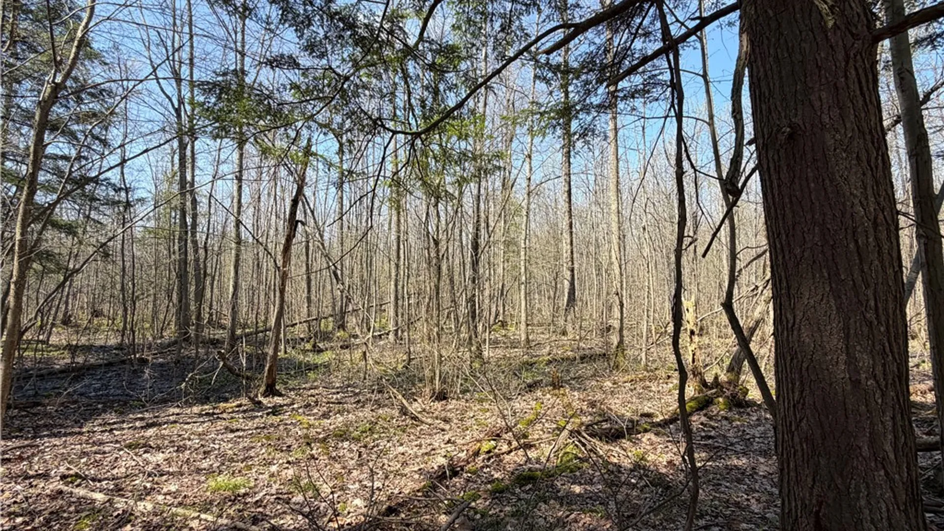 Property at Cedar Road, Clarence, NY 14032 16