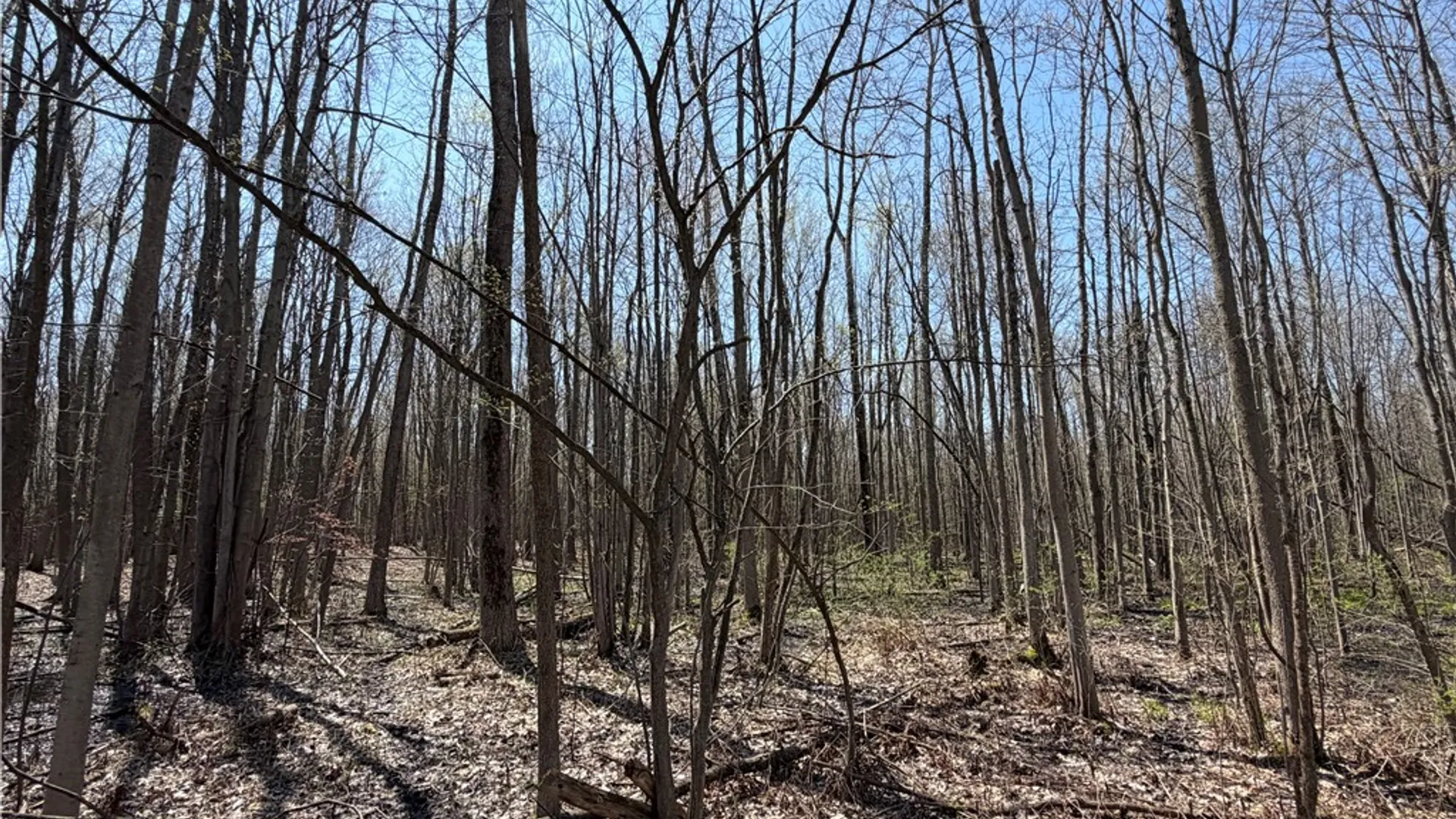 Property at Cedar Road, Clarence, NY 14032 6