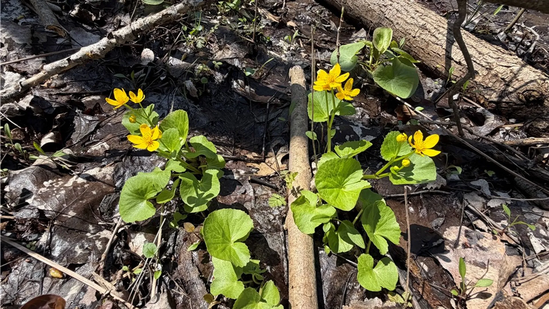 Property at Cedar Road, Clarence, NY 14032 7