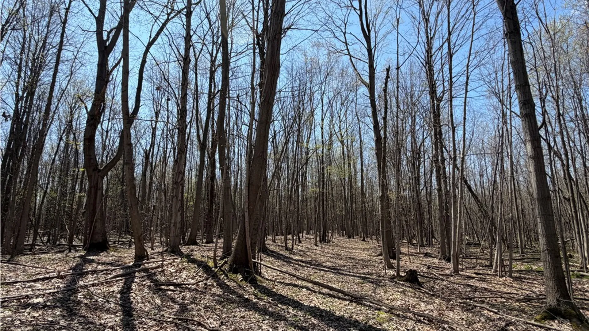 Property at Cedar Road, Clarence, NY 14032 8