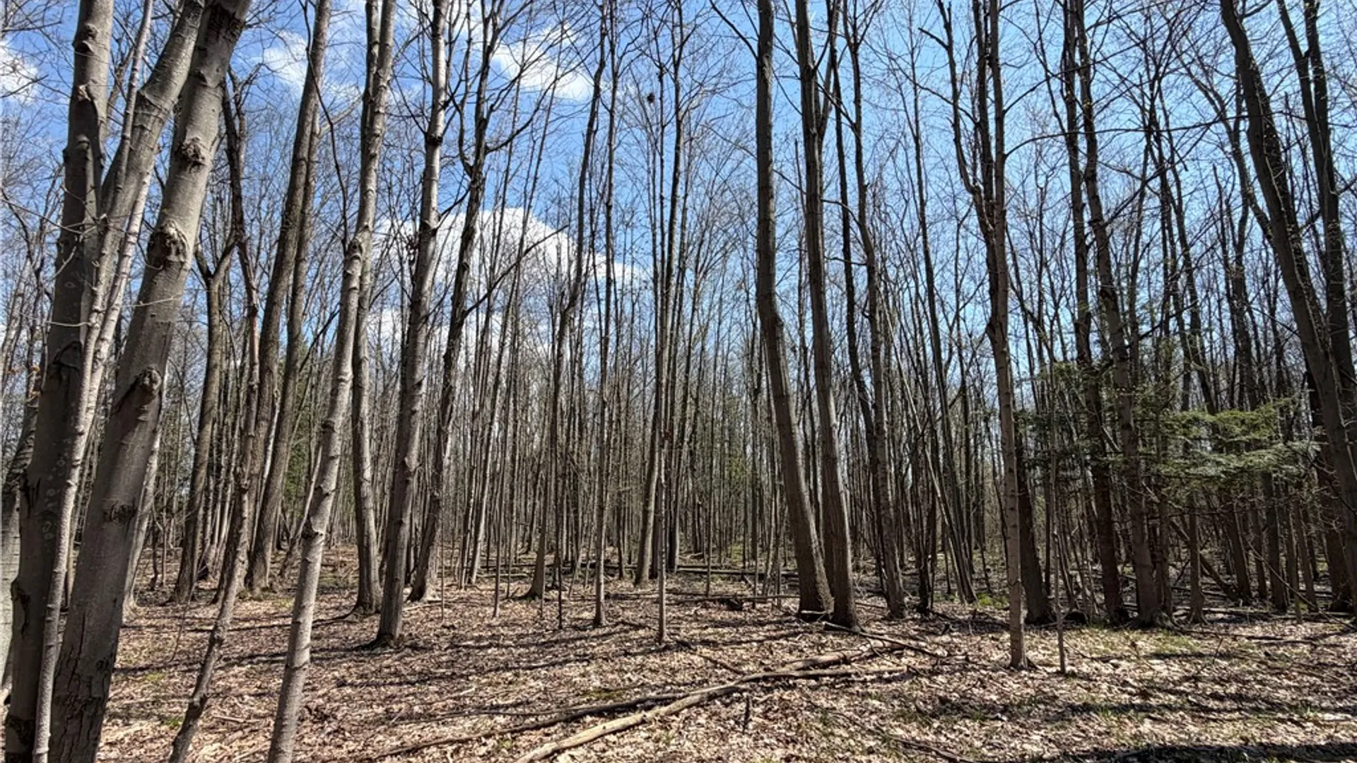 Property at Cedar Road, Clarence, NY 14032 9