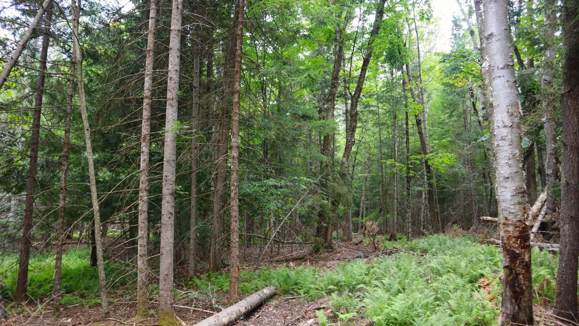 Property at 190 Crane Mountain Rd, Johnsburg, NY 12843 10