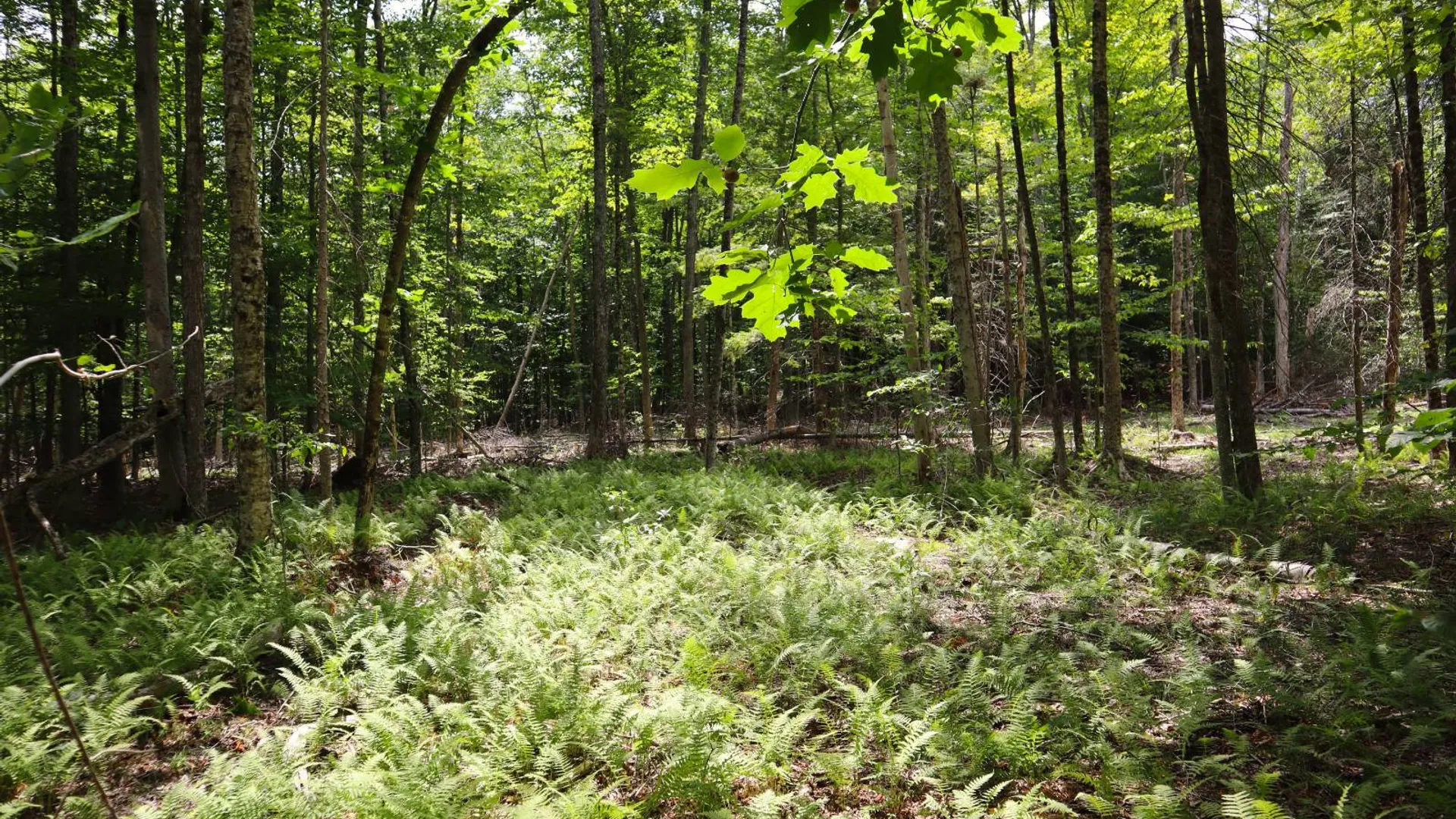 Property at 190 Crane Mountain Rd, Johnsburg, NY 12843 14