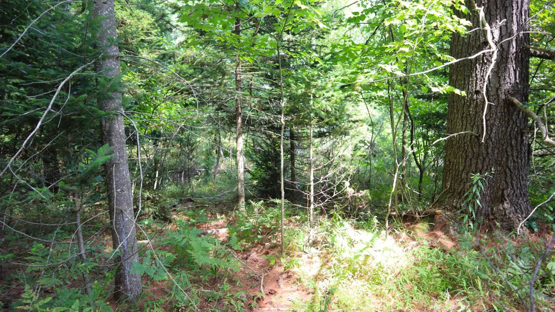 Property at 190 Crane Mountain Rd, Johnsburg, NY 12843 16