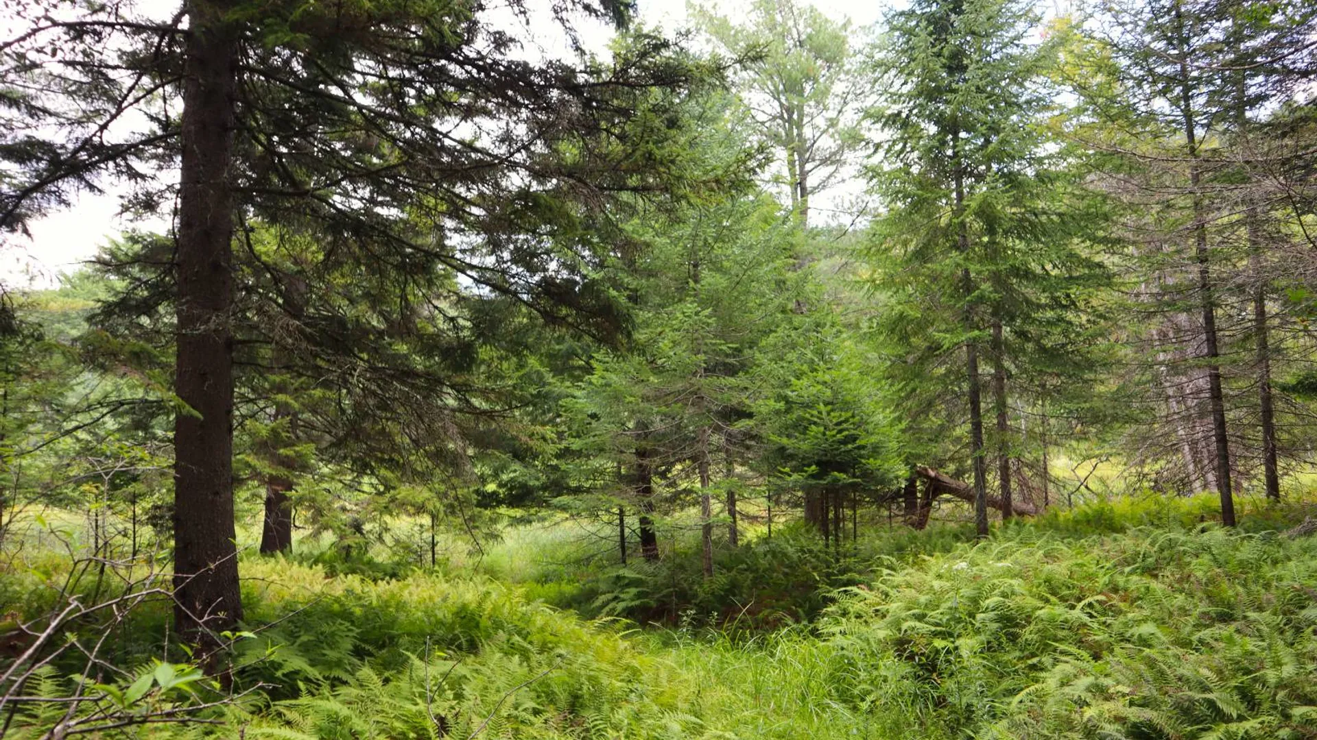 Property at 190 Crane Mountain Rd, Johnsburg, NY 12843 17