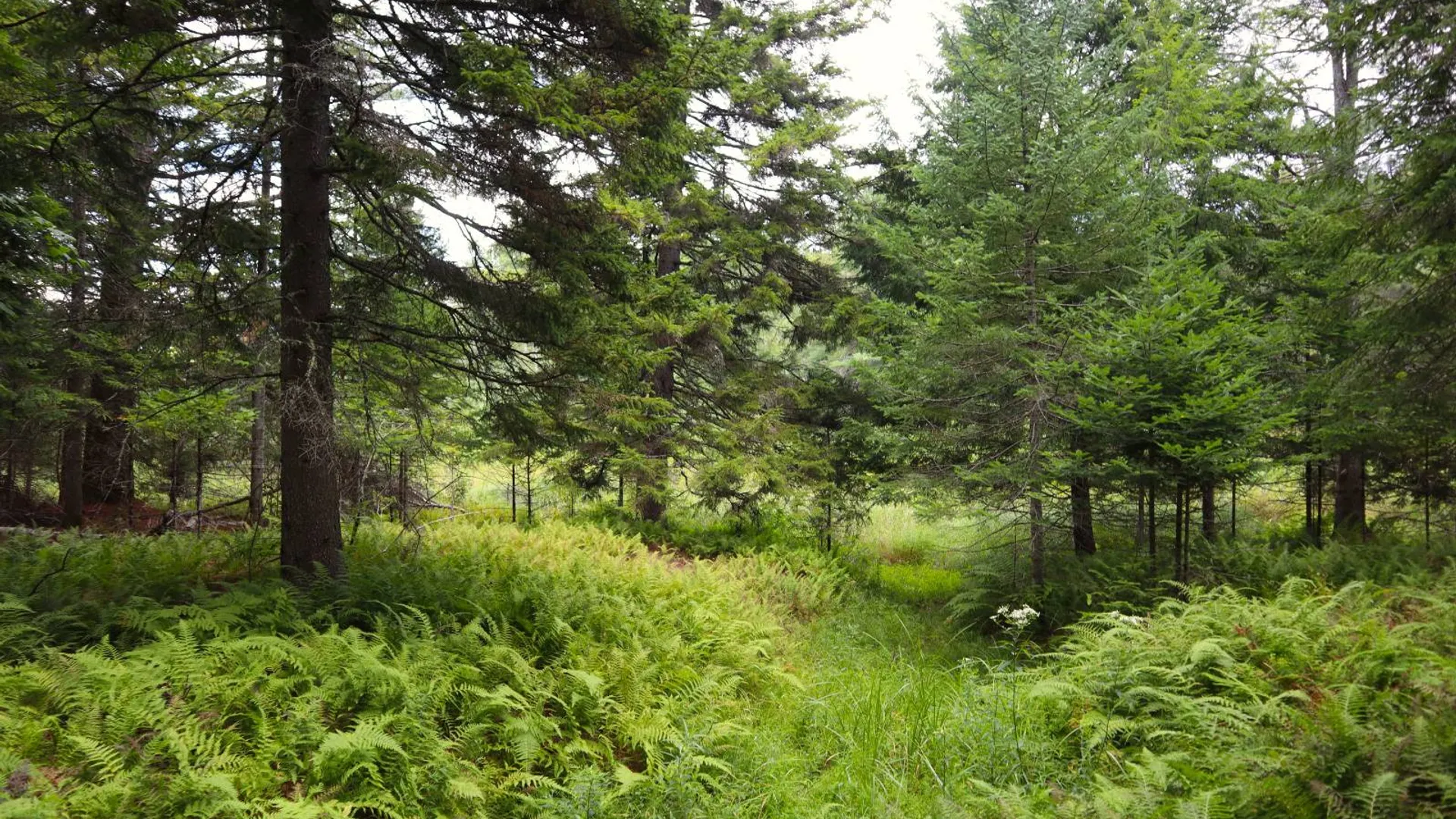 Property at 190 Crane Mountain Rd, Johnsburg, NY 12843 6