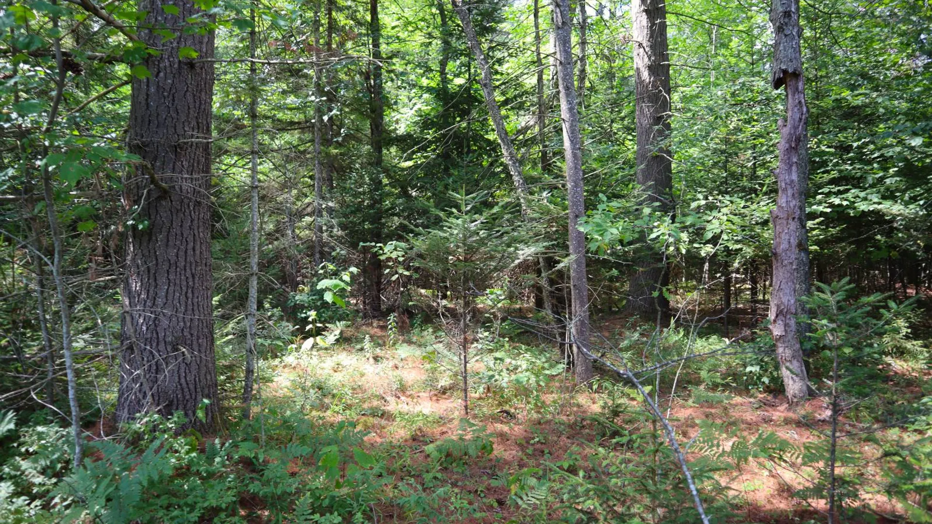 Property at 190 Crane Mountain Rd, Johnsburg, NY 12843 7