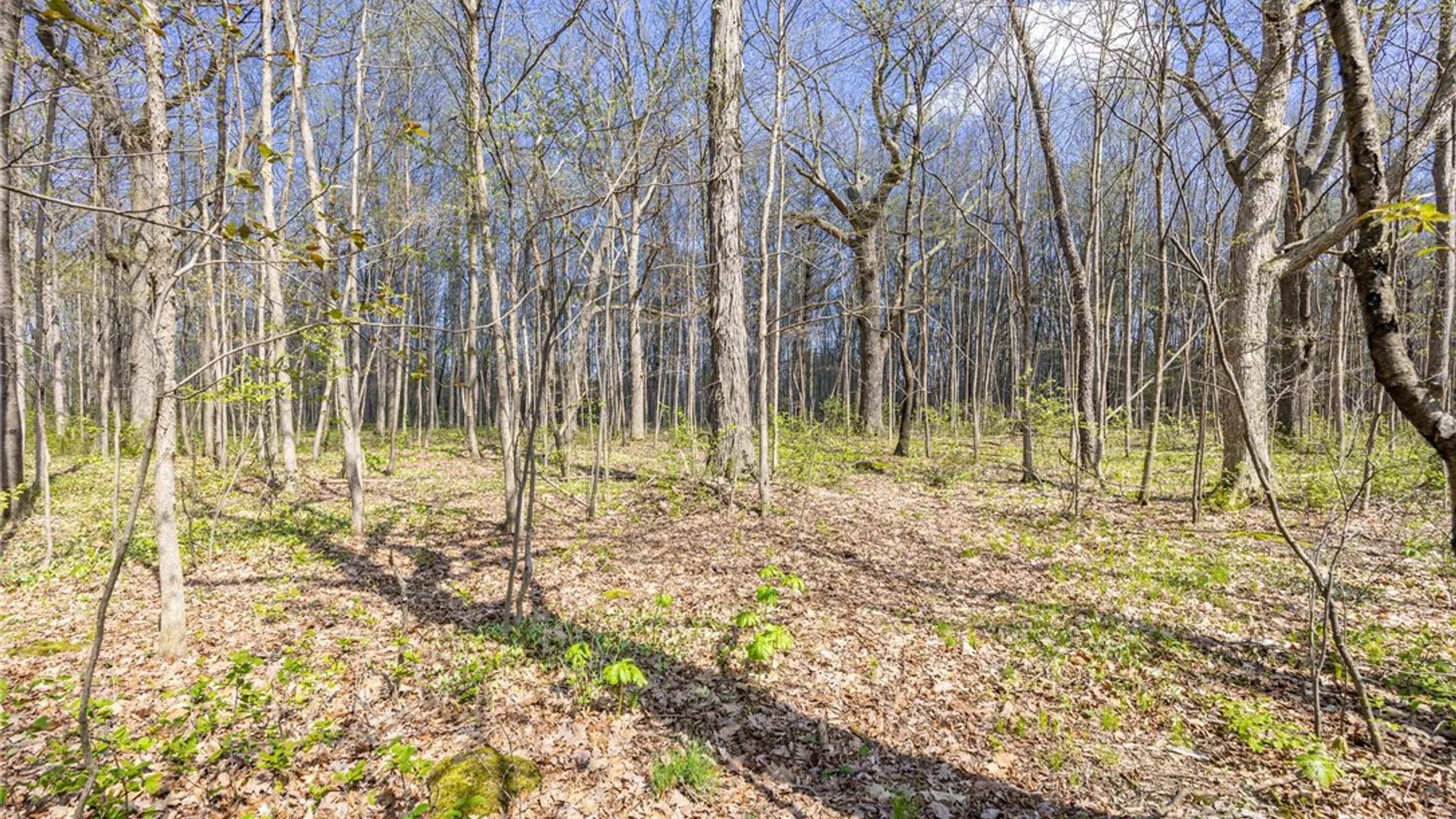 Property at 849 Stones Lane, Caledonia, NY 14423 4