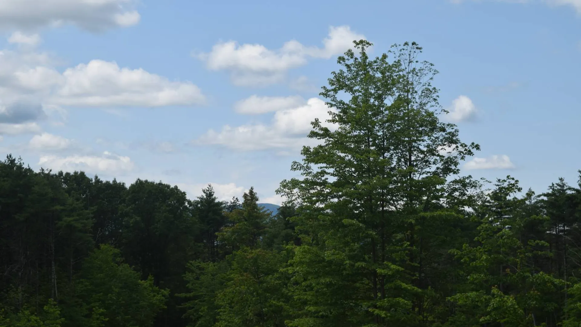 Property at TBD Anthony Drive, Cairo, NY 12058 4