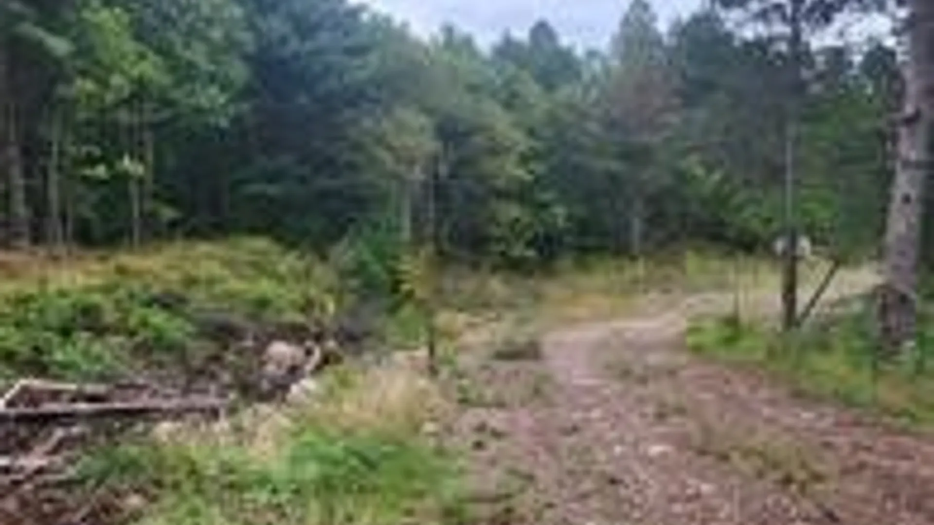 Property at 2321 NYS Route 3, Fine, NY 13639 3