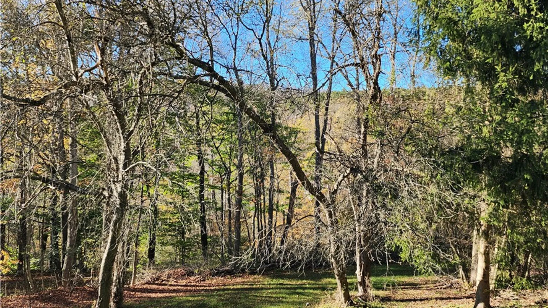 Property at 10886 Cox Road, Hornby, NY 14812 24