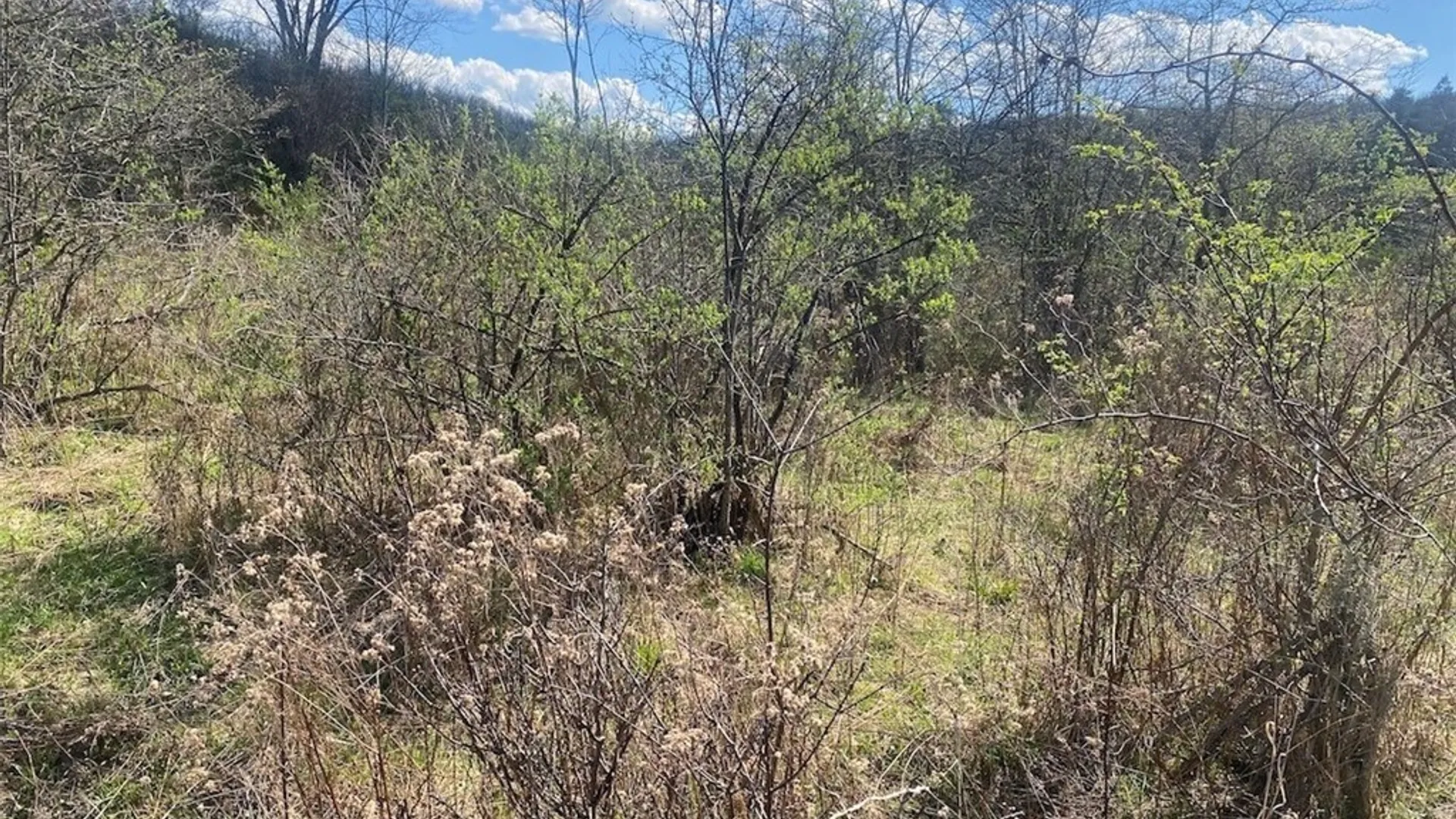 Property at Reddy Road, Amity, NY 14813 13