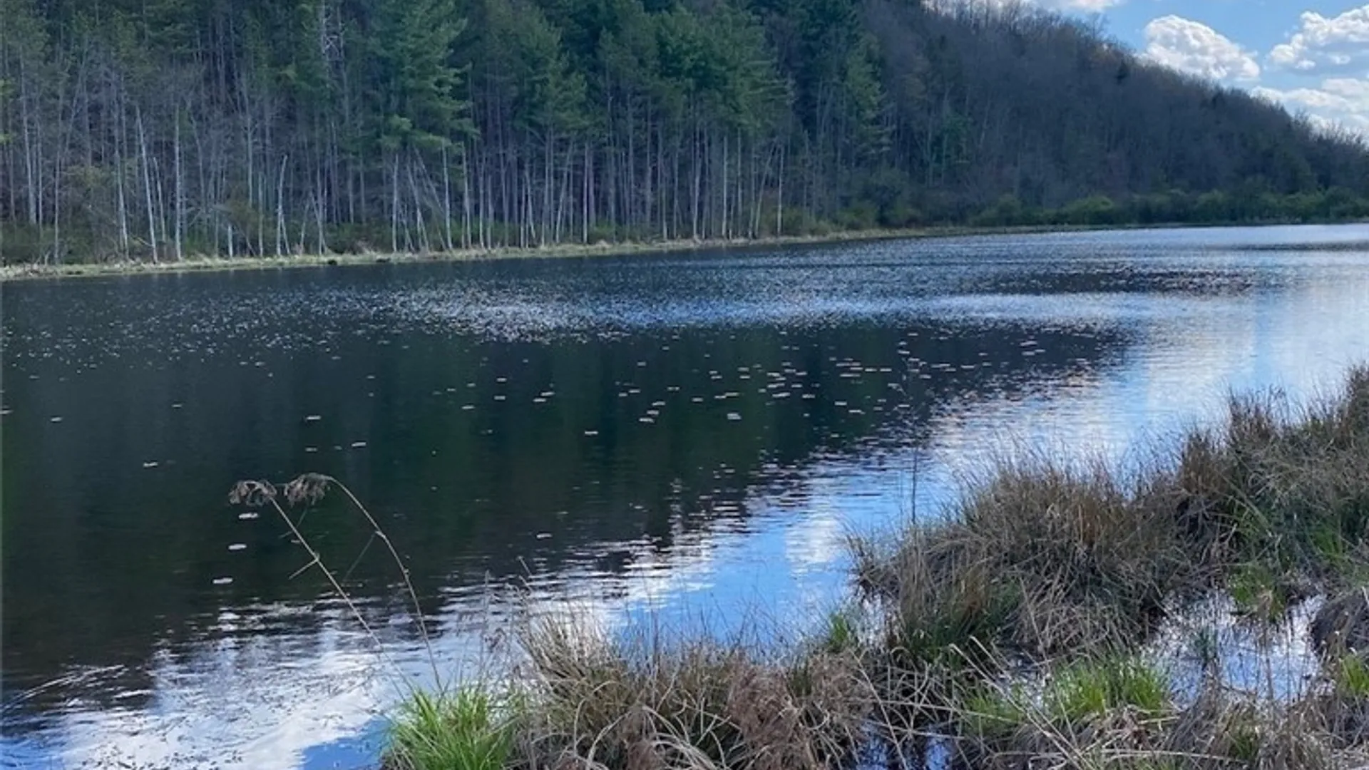 Property at Reddy Road, Amity, NY 14813 4