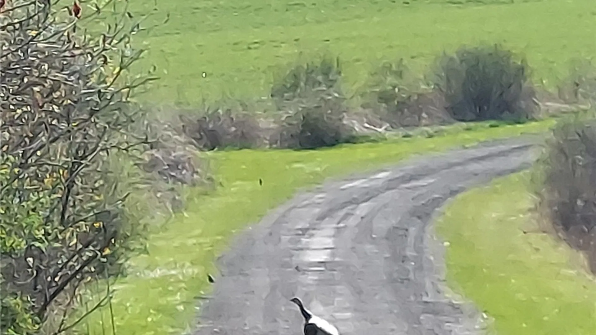 Property at 421 Cortland Road, Dryden, NY 13068 46