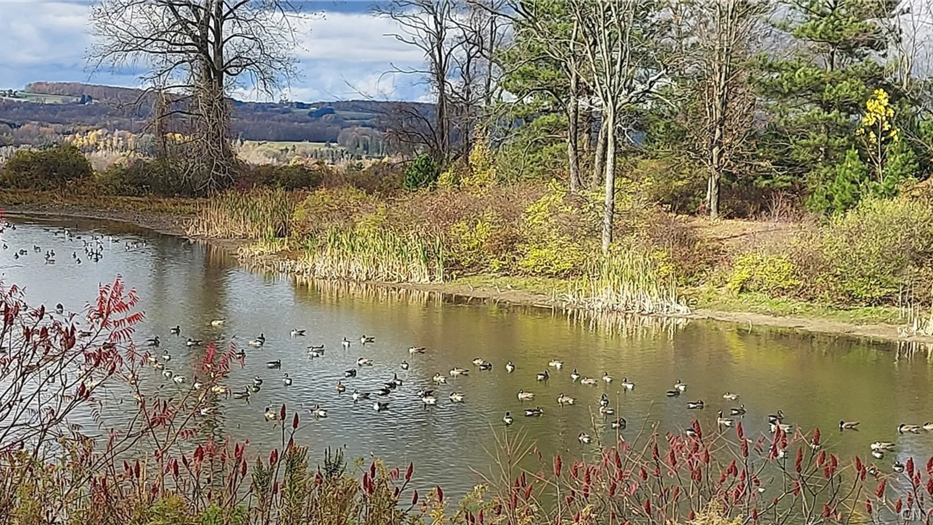 Property at 421 Cortland Road, Dryden, NY 13068 48