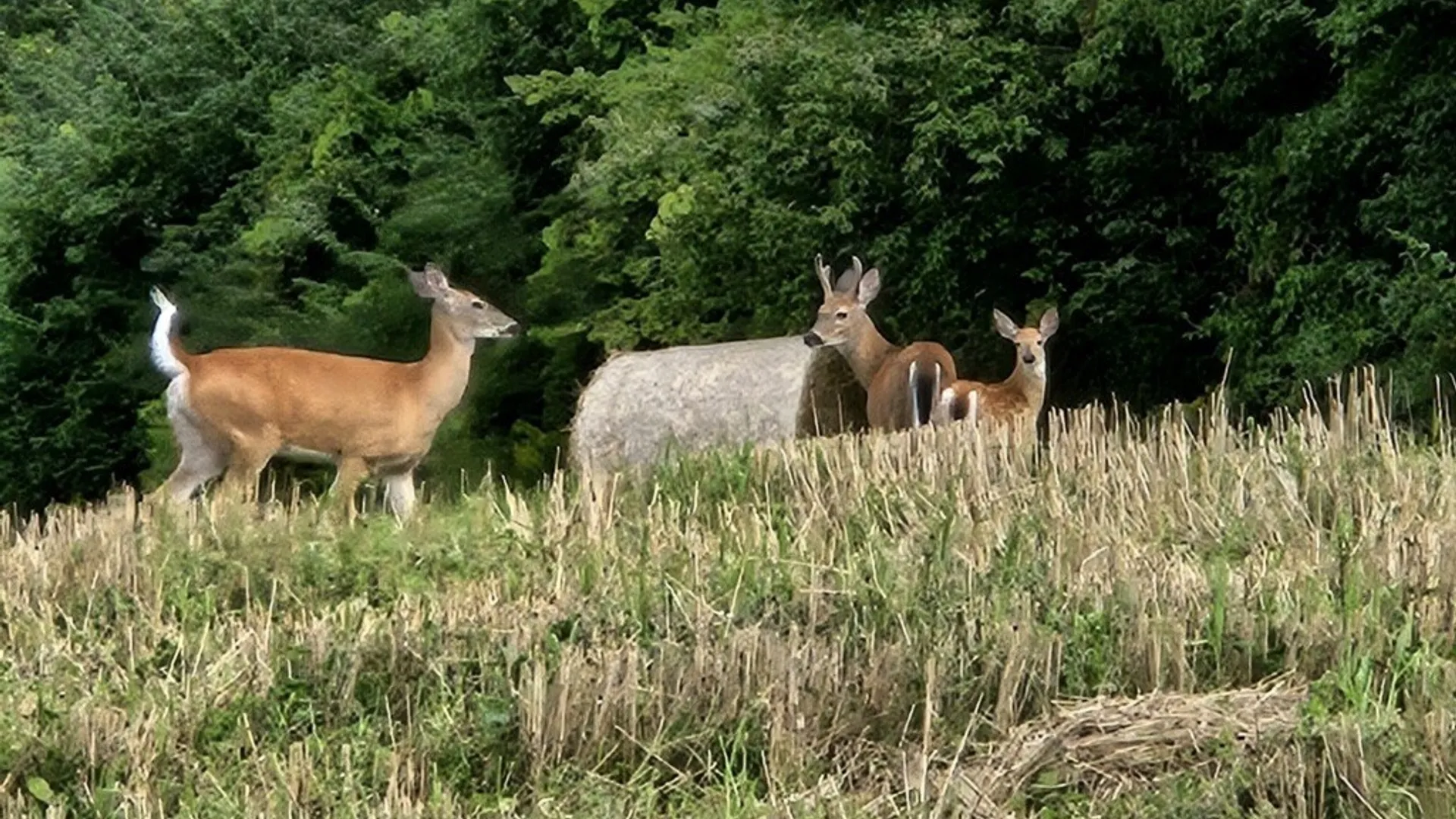 Property at 421 Cortland Road, Dryden, NY 13068 49