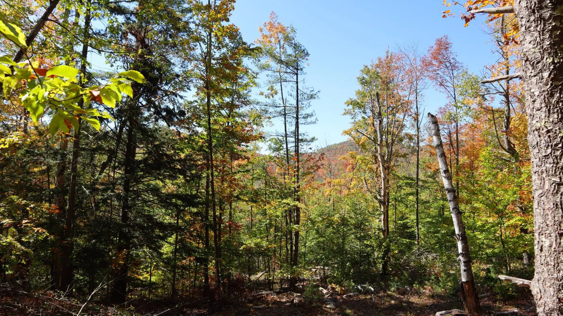 Property at 00 Crane Mountain Rd, Johnsburg, NY 12843 12