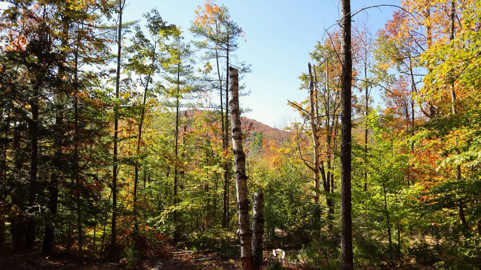 Property at 00 Crane Mountain Rd, Johnsburg, NY 12843 2
