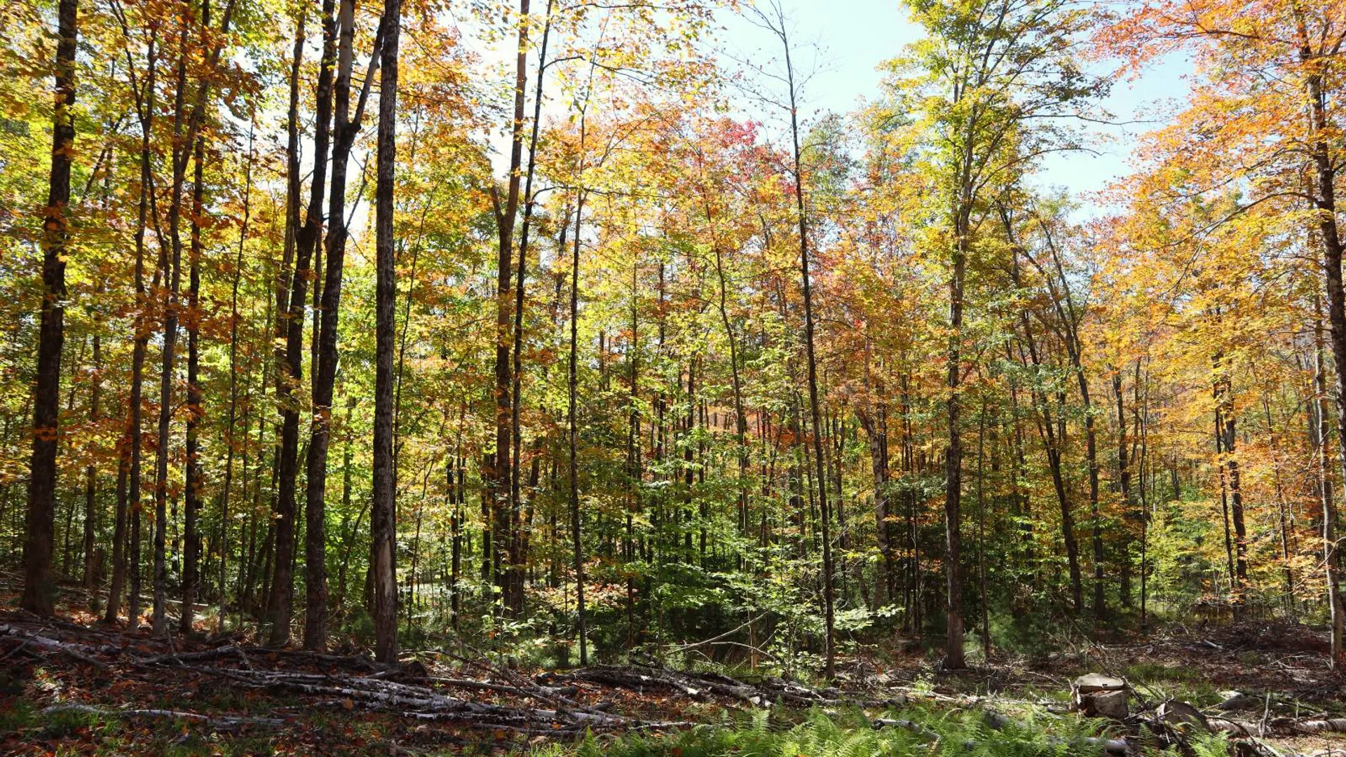 Property at 00 Crane Mountain Rd, Johnsburg, NY 12843 22