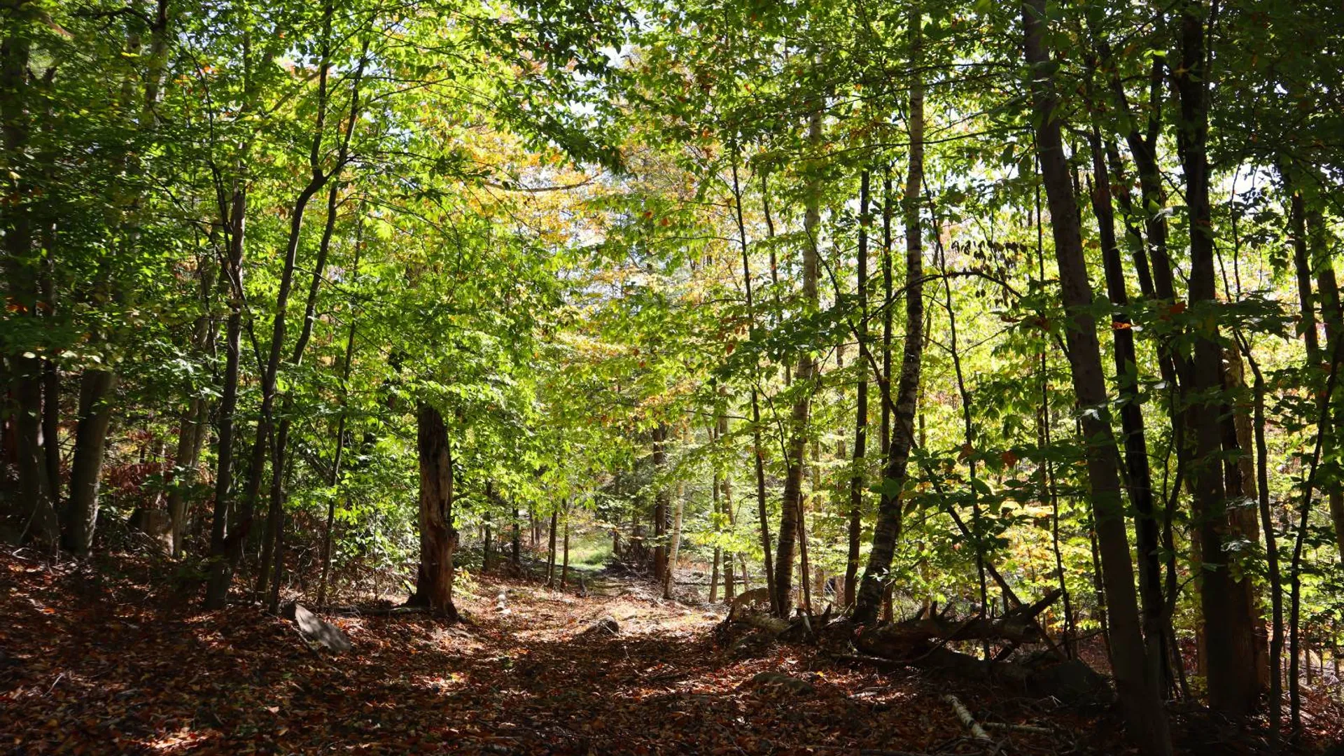 Property at 00 Crane Mountain Rd, Johnsburg, NY 12843 24