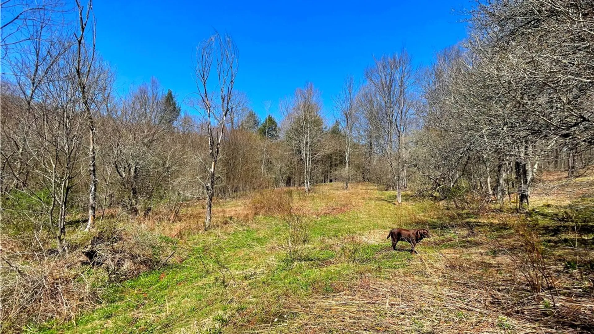 Property at Lot #12.12 Kiff Brook Road, Kortright, NY 13739 17