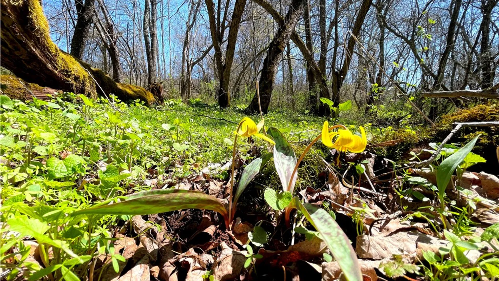 Property at Lot #12.12 Kiff Brook Road, Kortright, NY 13739 24