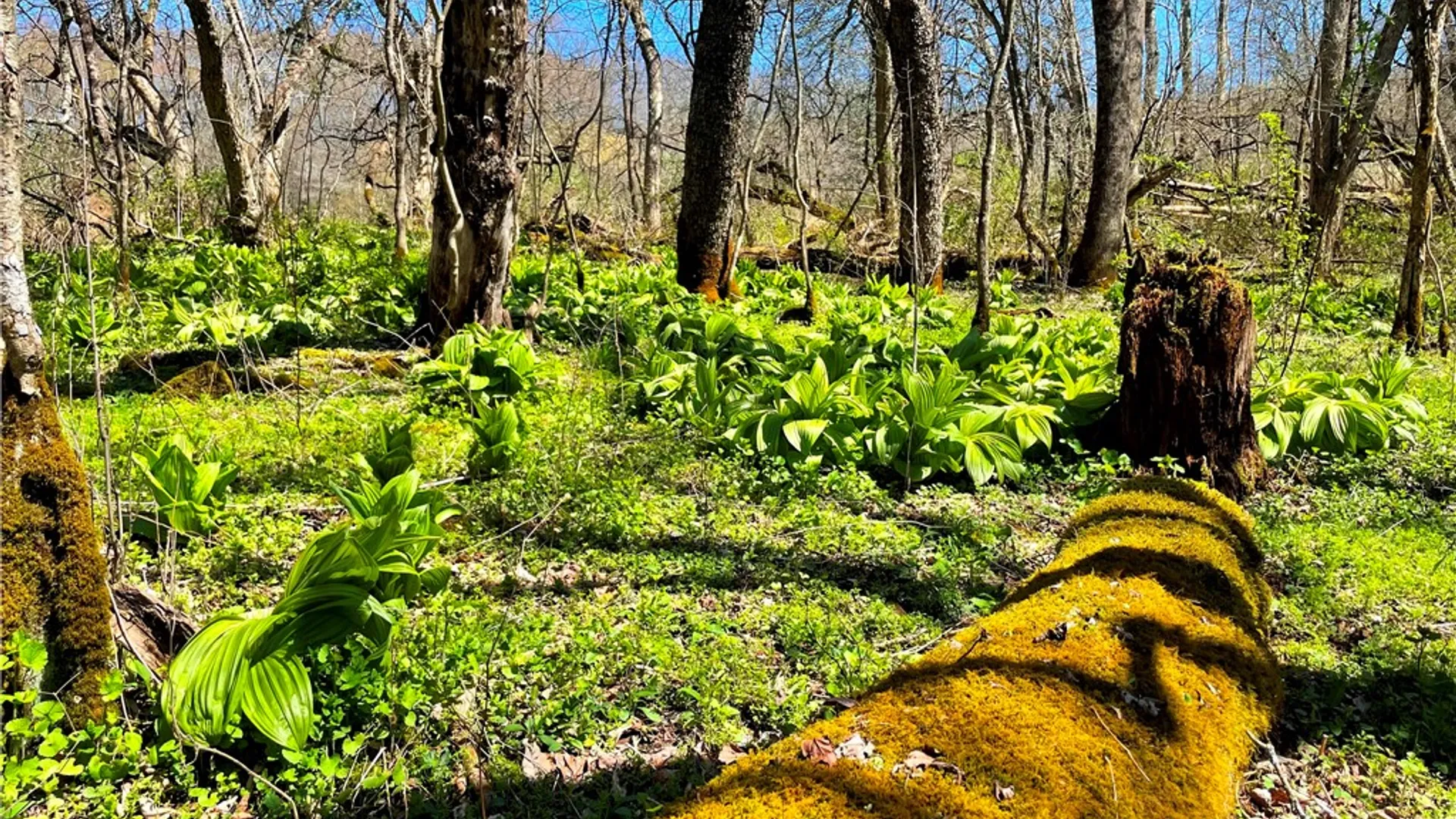 Property at Lot #12.12 Kiff Brook Road, Kortright, NY 13739 25