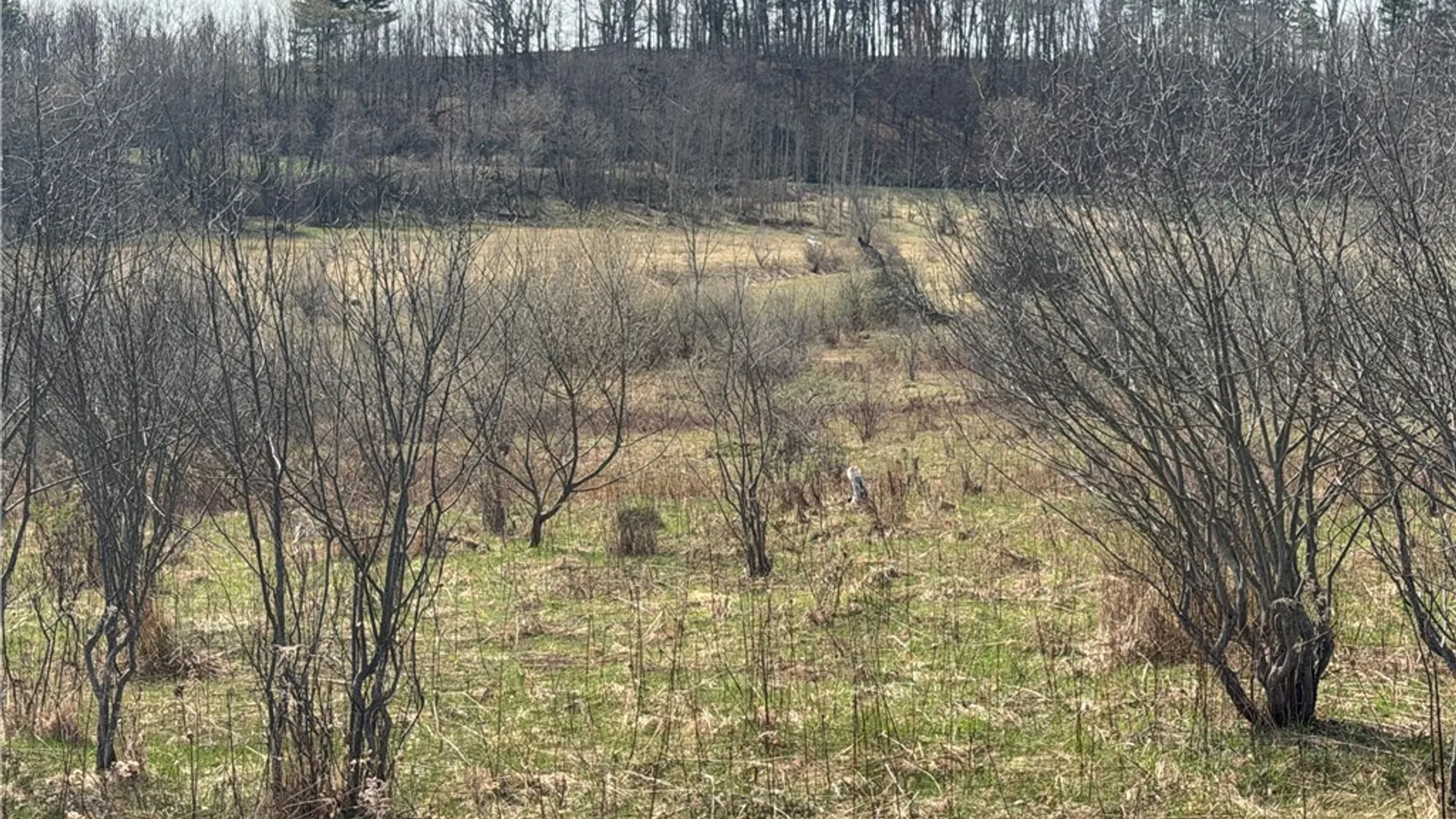 Property at Lot 22 & 23 County Road 164, Delaware, NY 12723 11