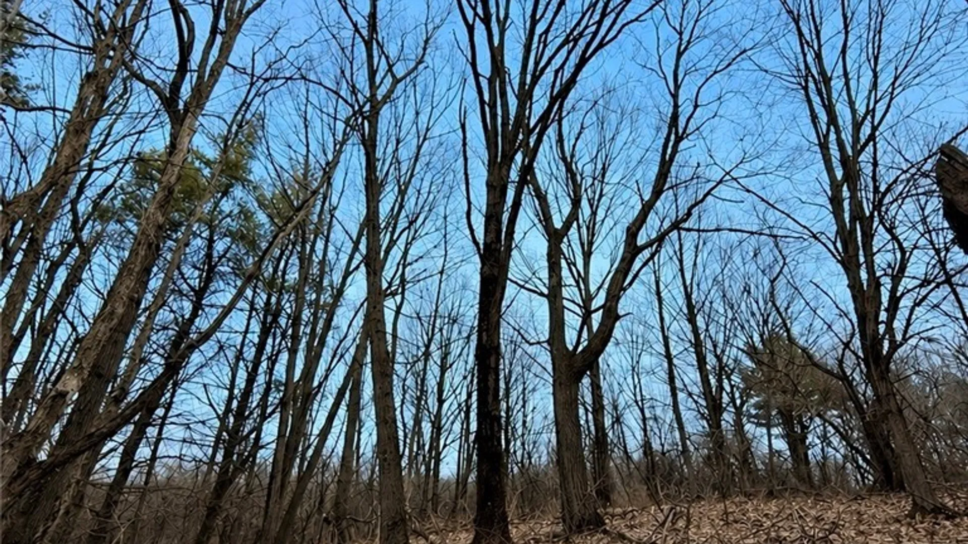 Property at 00 Route 92, Cazenovia, NY 13035 13
