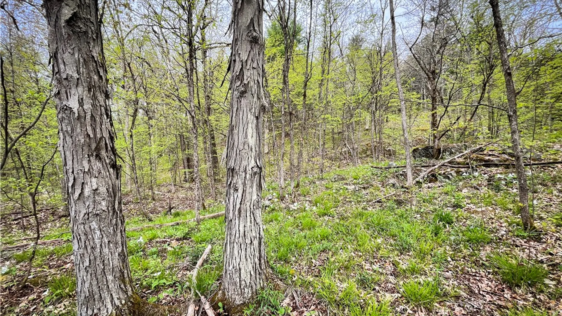 Property at 46446 Butterfield, Theresa, NY 13679 27