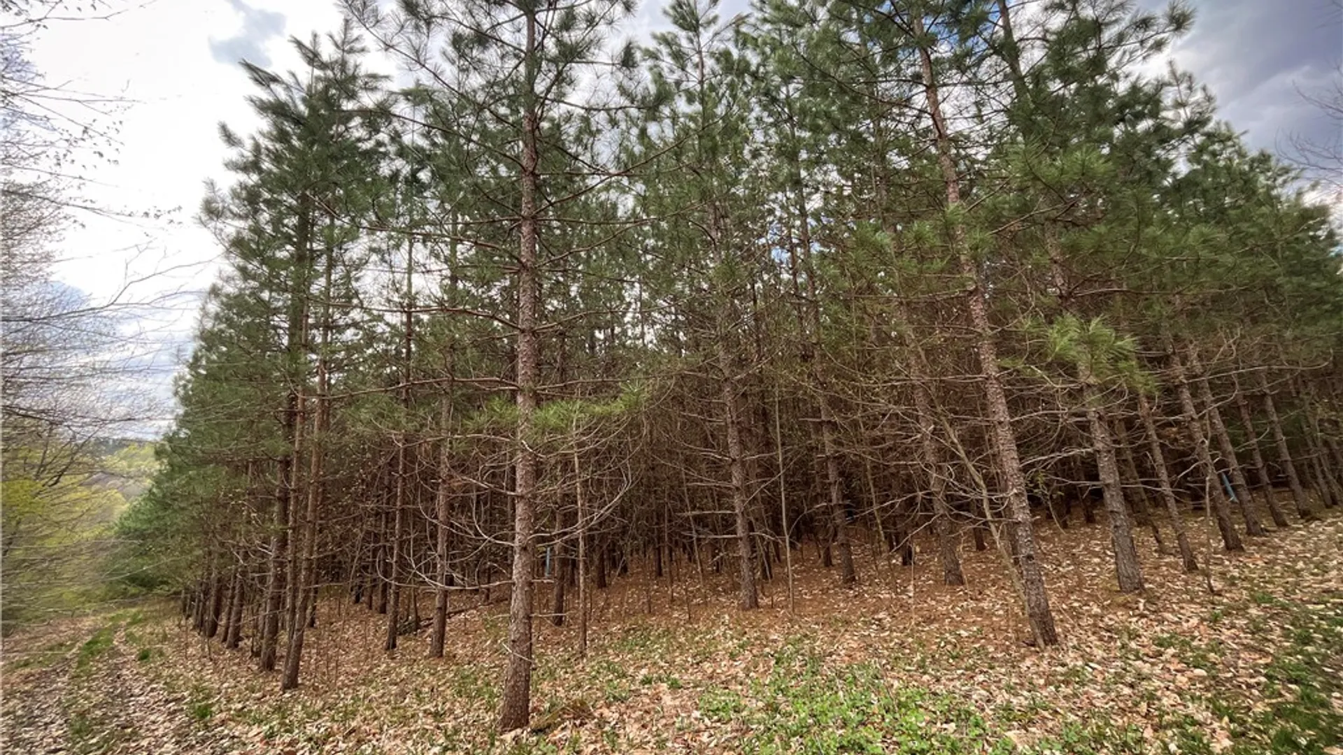 Property at West Creek Road, Richford, NY 13835 13