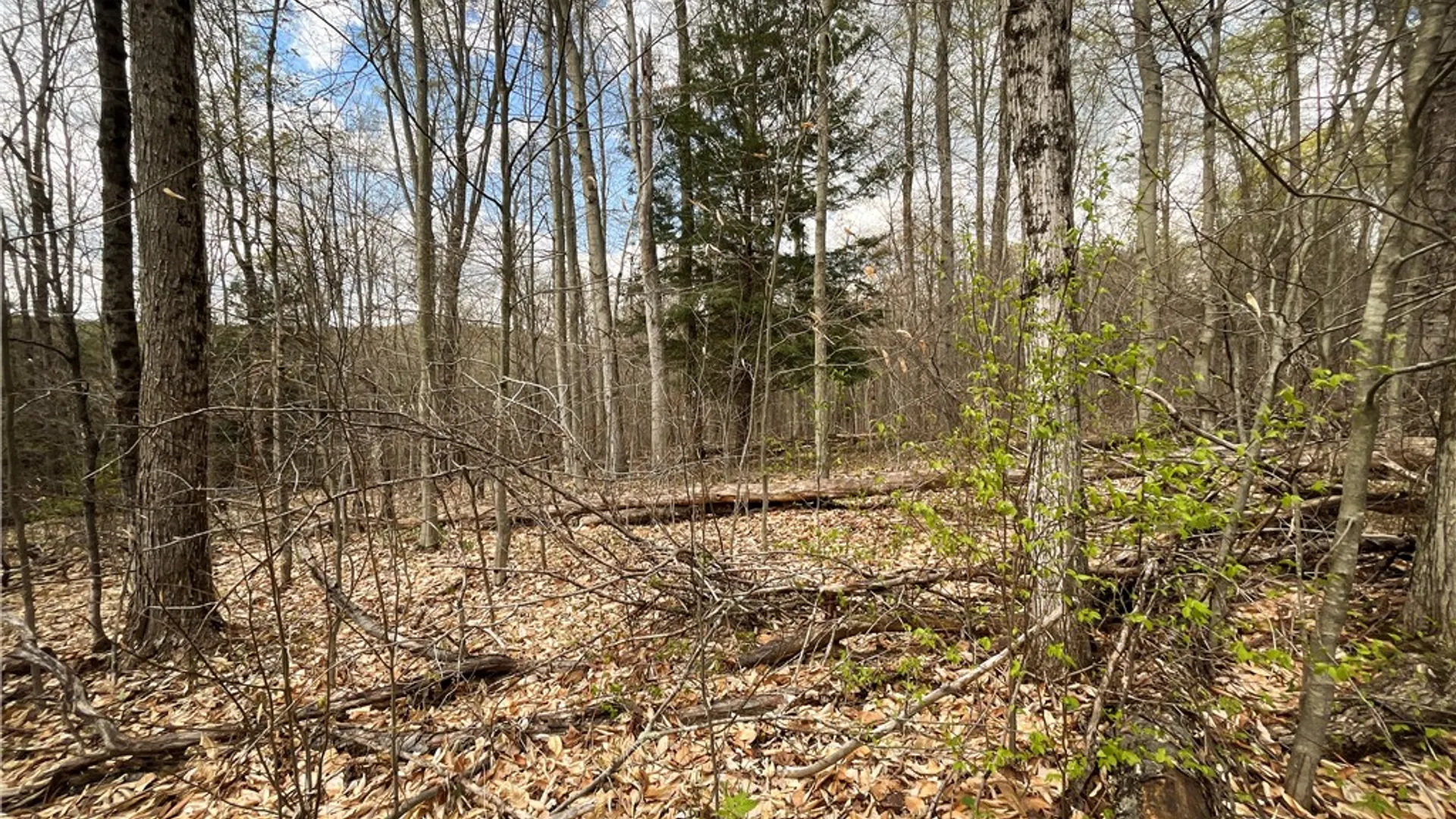 Property at West Creek Road, Richford, NY 13835 14