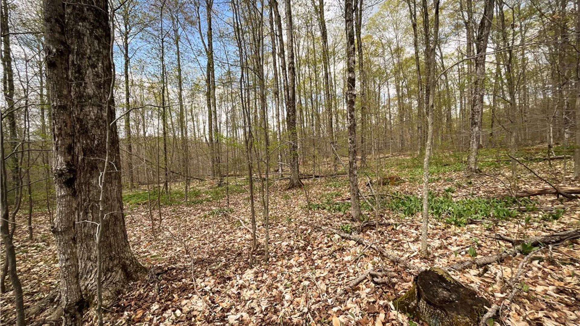 Property at West Creek Road, Richford, NY 13835 15