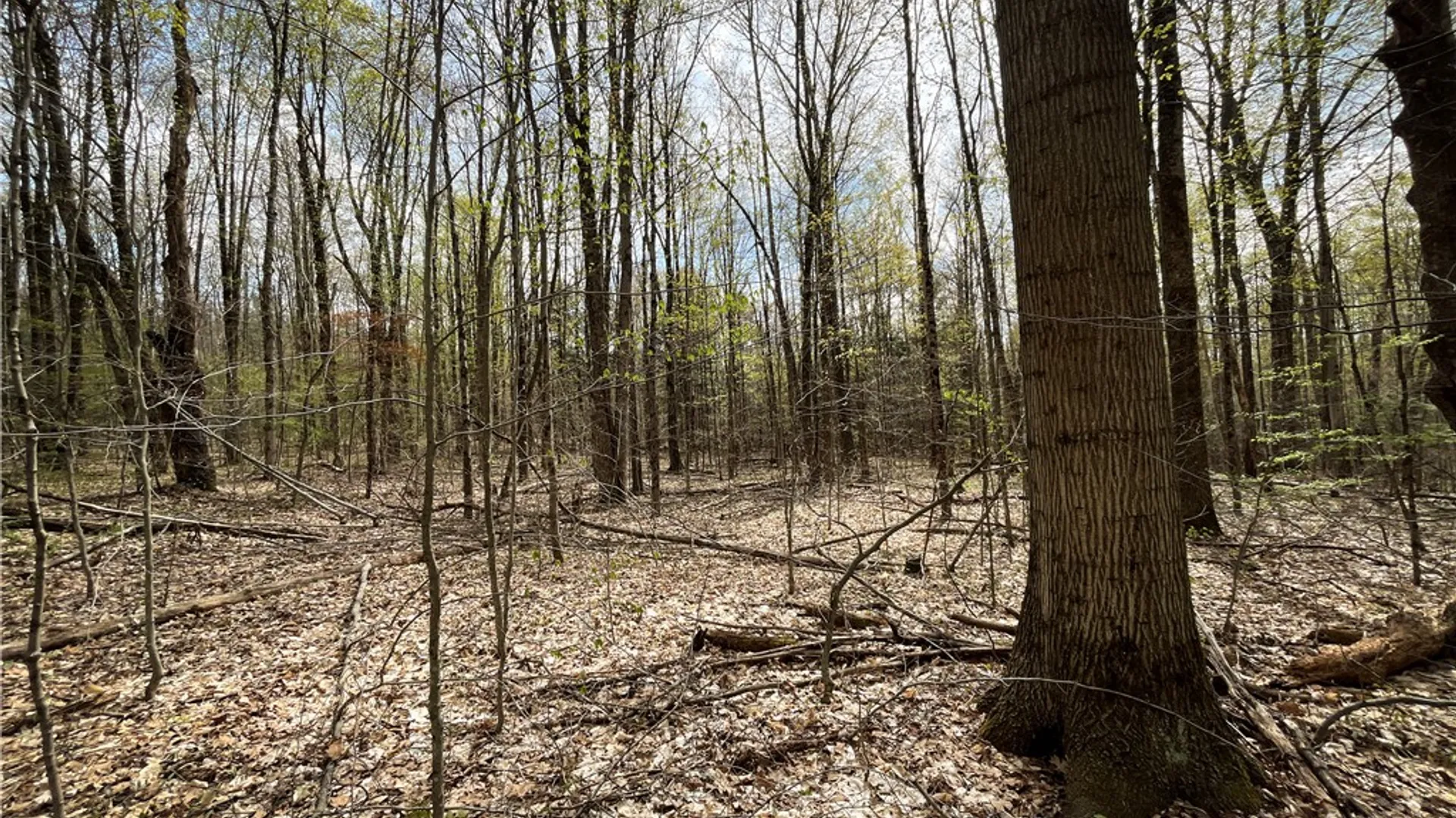 Property at West Creek Road, Richford, NY 13835 22