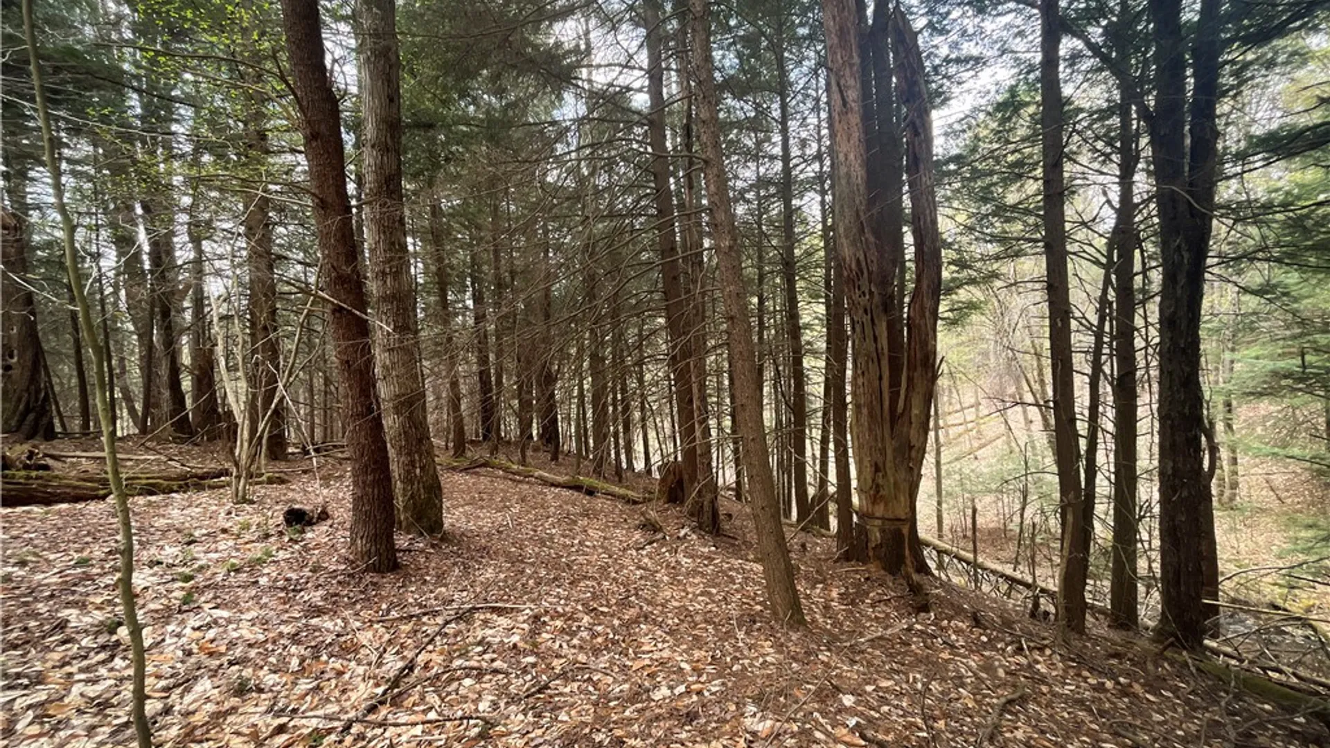 Property at West Creek Road, Richford, NY 13835 23