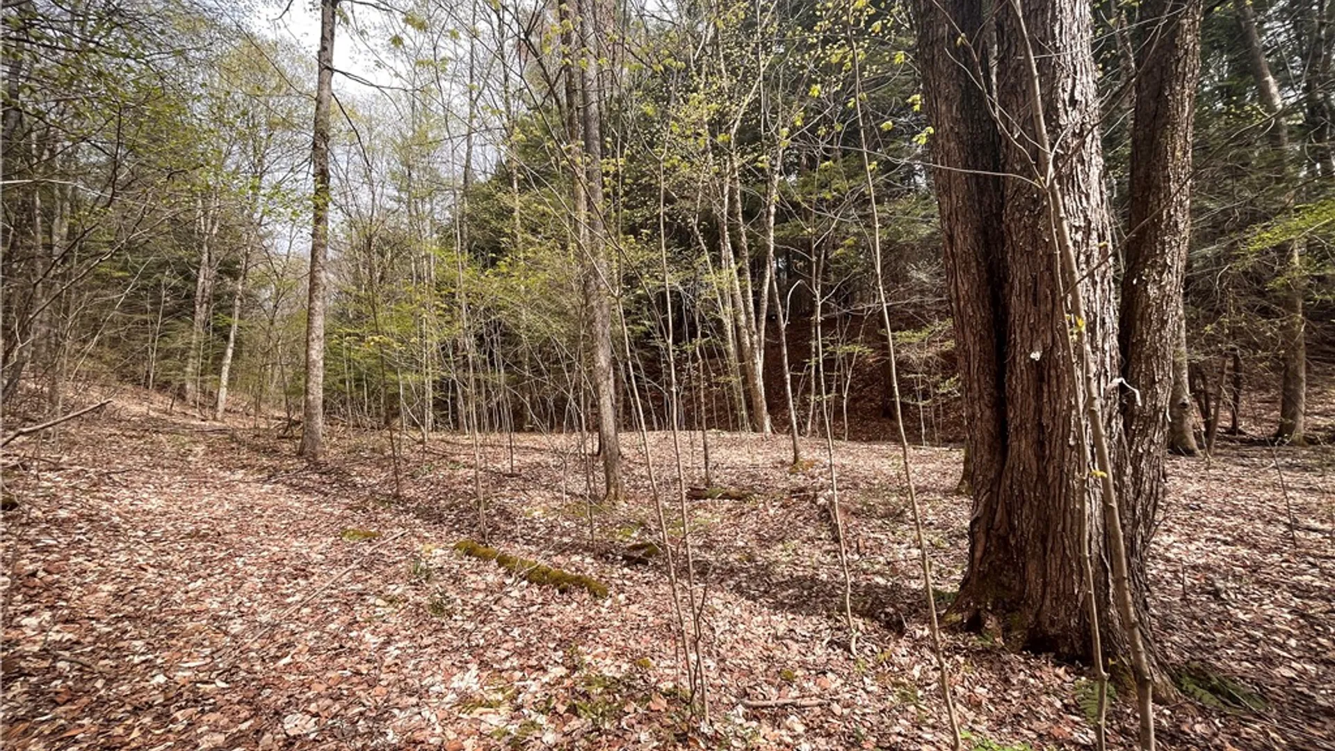 Property at West Creek Road, Richford, NY 13835 26