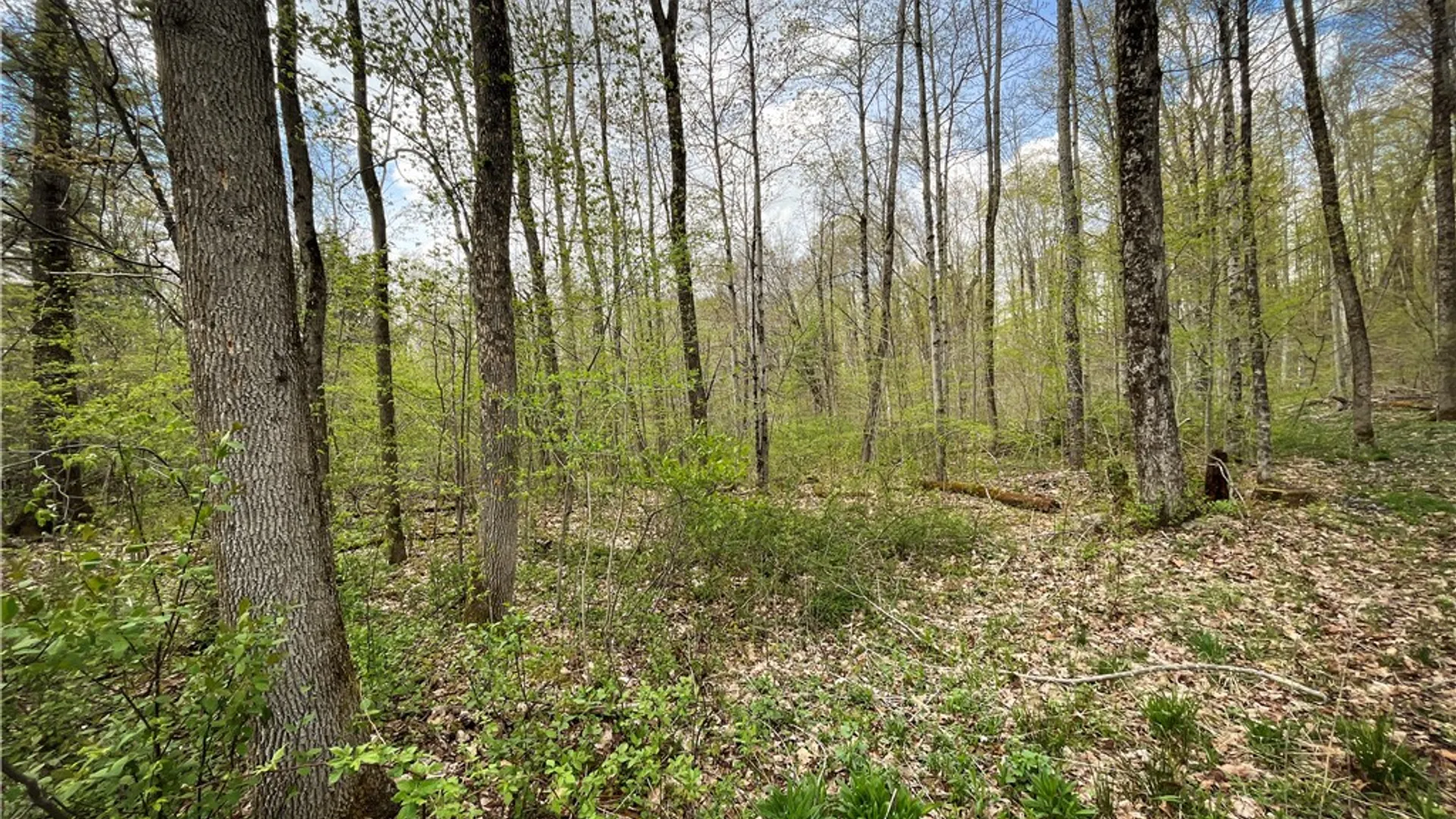 Property at West Creek Road, Richford, NY 13835 27