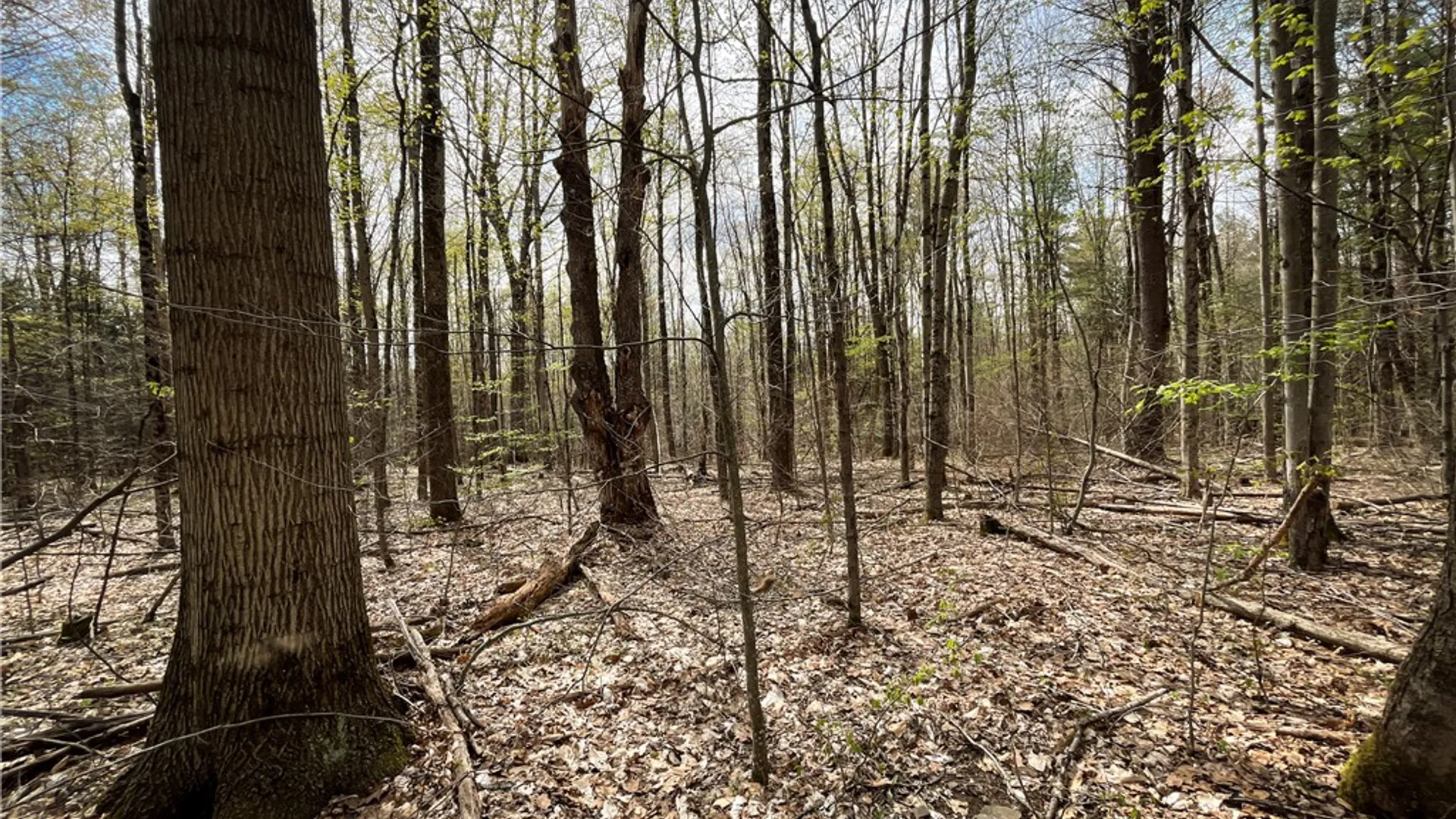 Property at West Creek Road, Richford, NY 13835 29