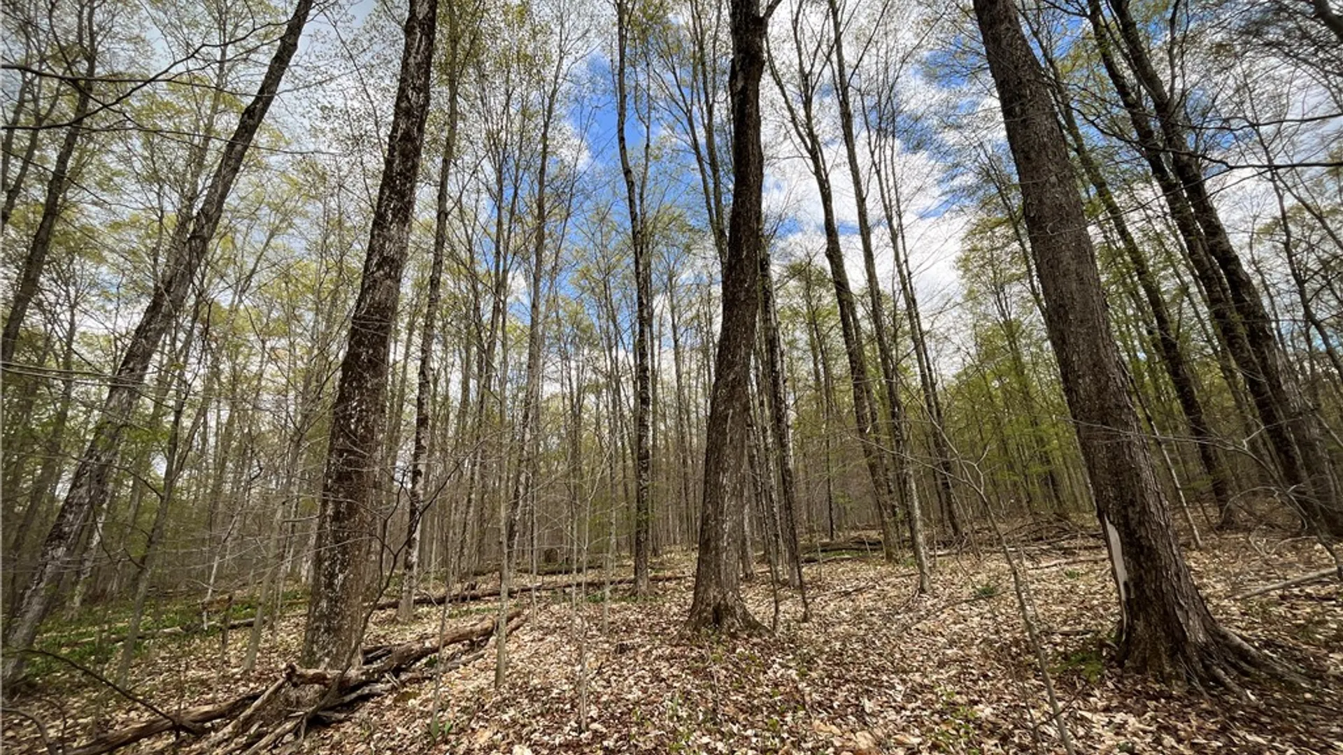Property at West Creek Road, Richford, NY 13835 3