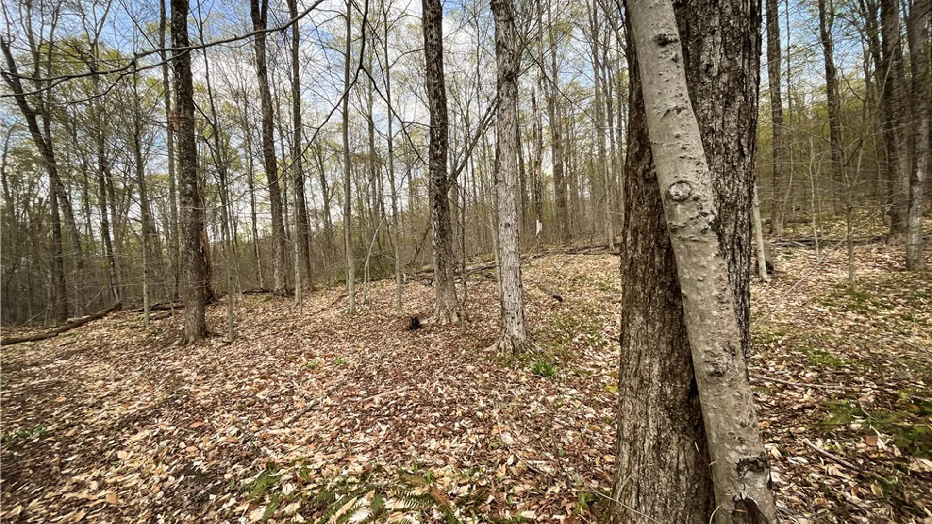 Property at West Creek Road, Richford, NY 13835 39
