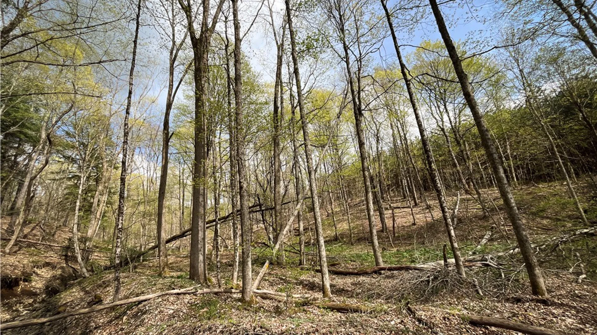 Property at West Creek Road, Richford, NY 13835 7