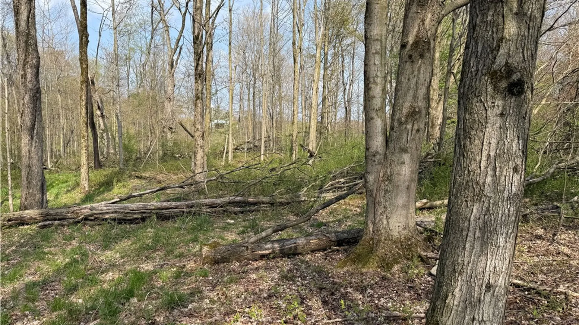 Property at 14245 Collin Ctr Zoar Road, Collins, NY 14034 10