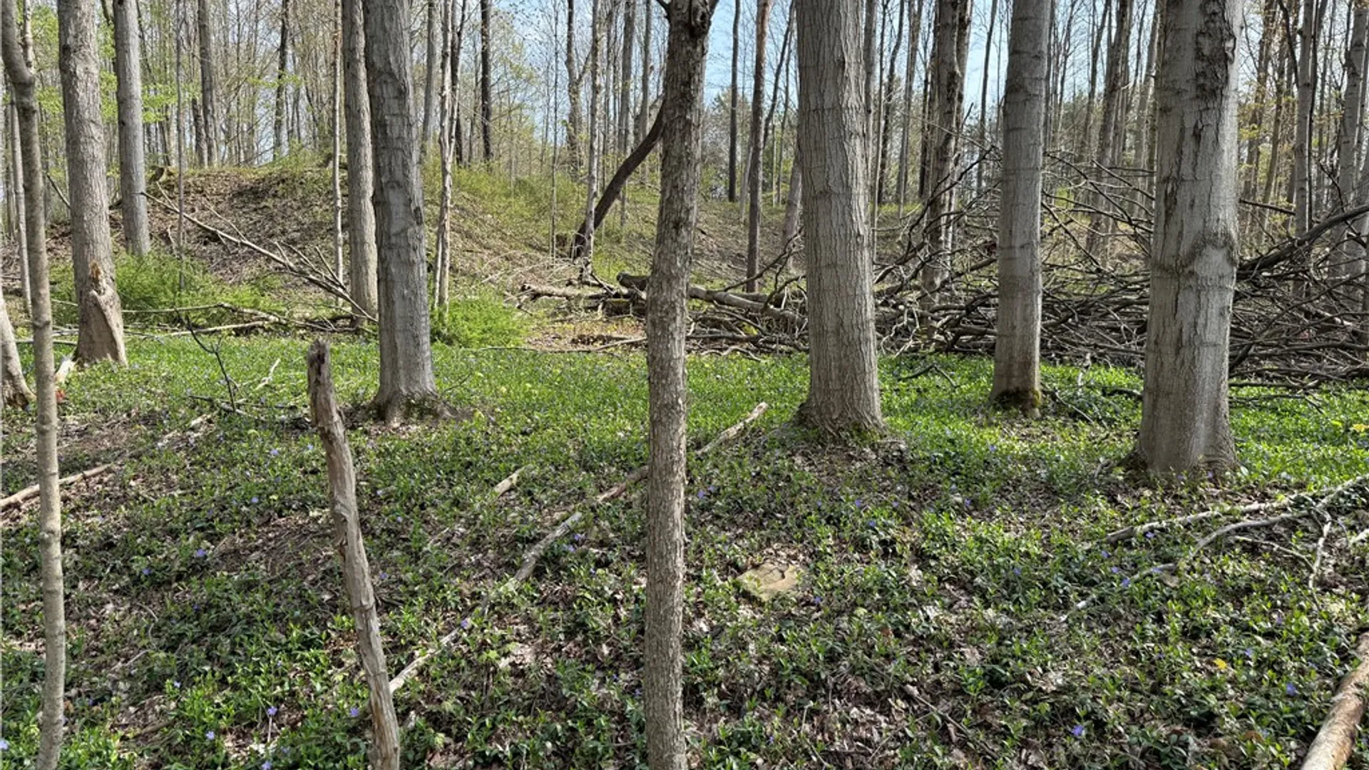 Property at 14245 Collin Ctr Zoar Road, Collins, NY 14034 19